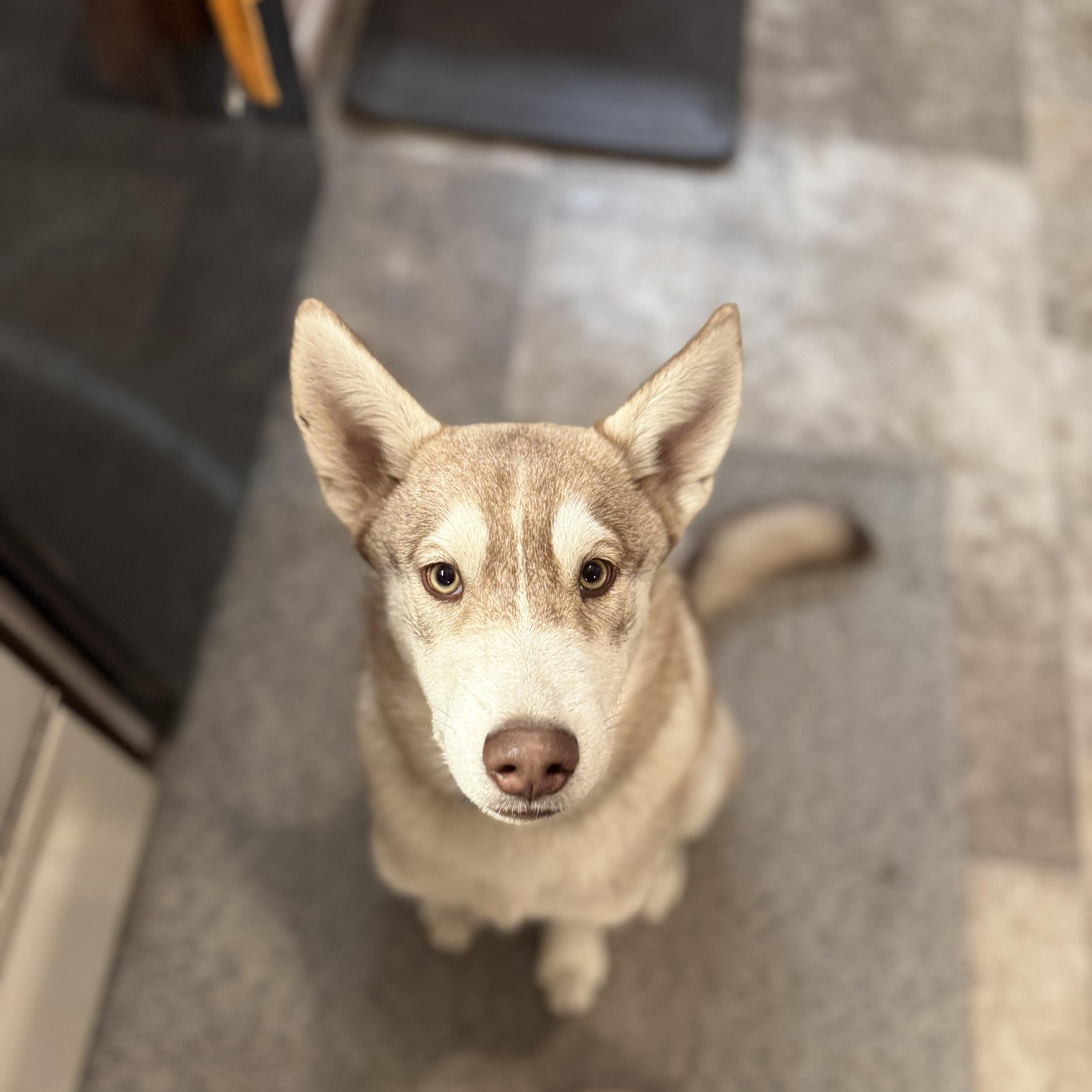 Charlie, a Adopted mixed breed in Lincoln, NE image 1/6