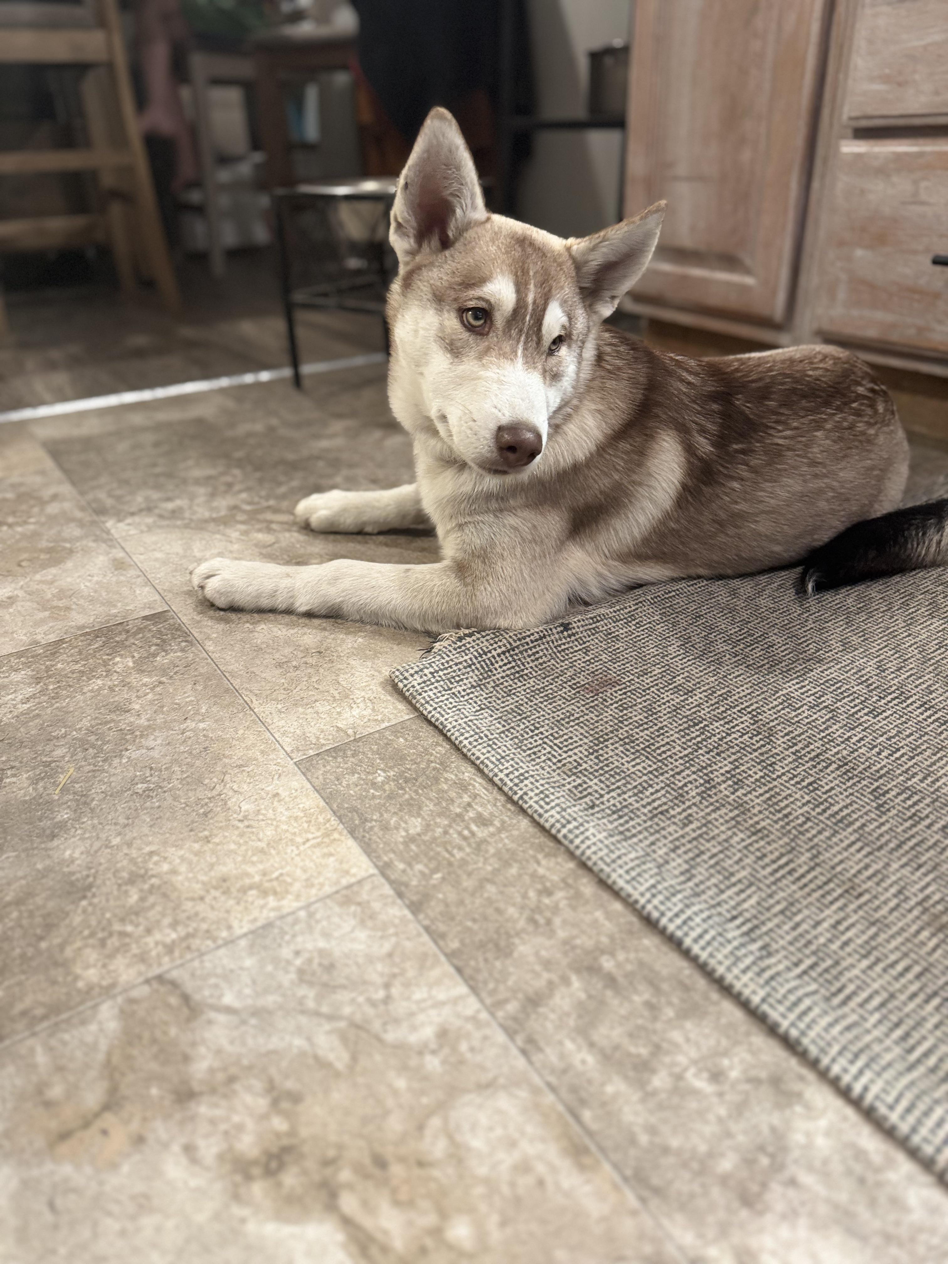 Charlie, a Adopted mixed breed in Lincoln, NE image 2/6