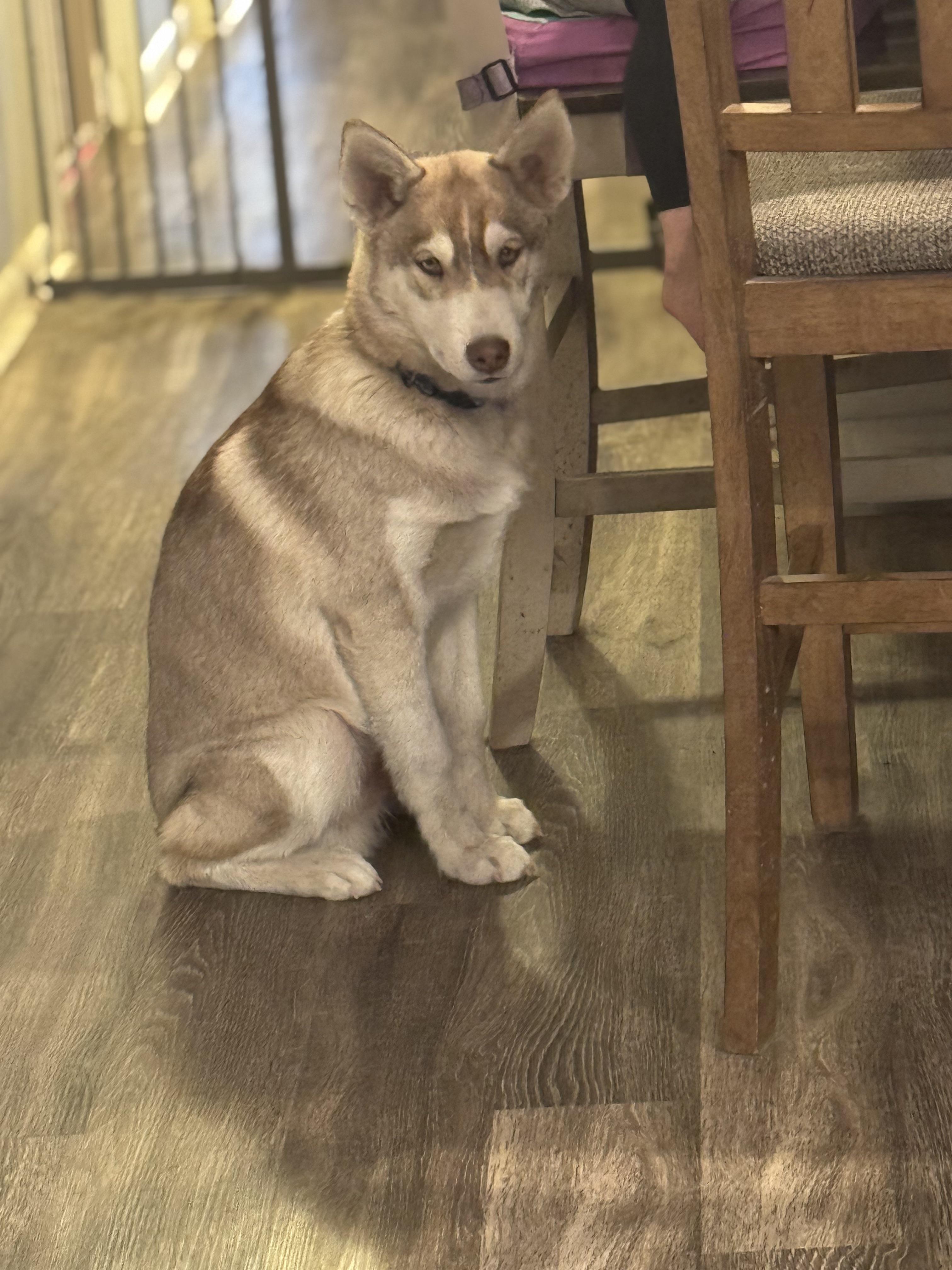 Charlie, a Adopted mixed breed in Lincoln, NE image 3/6