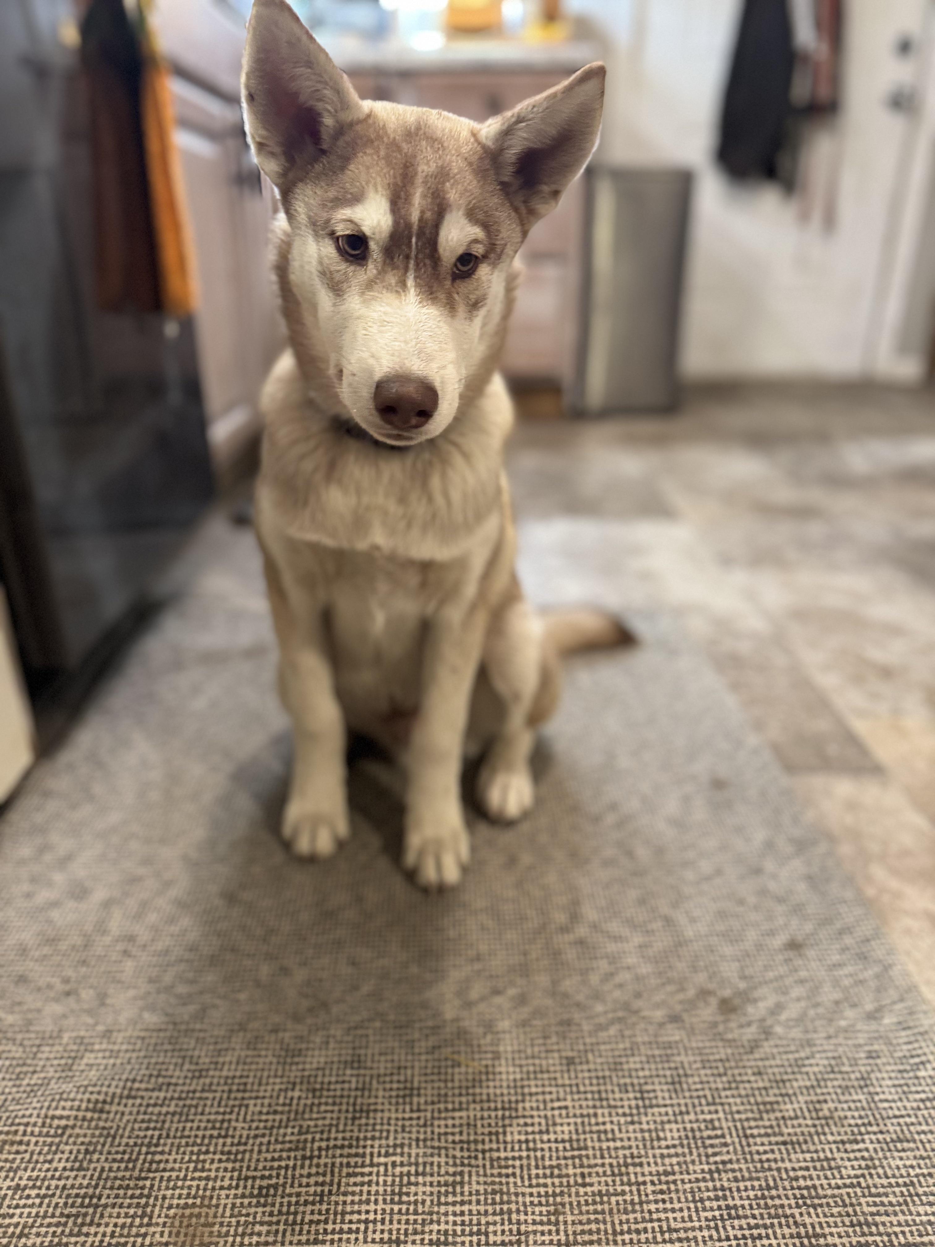 Charlie, a Adopted mixed breed in Lincoln, NE image 6/6