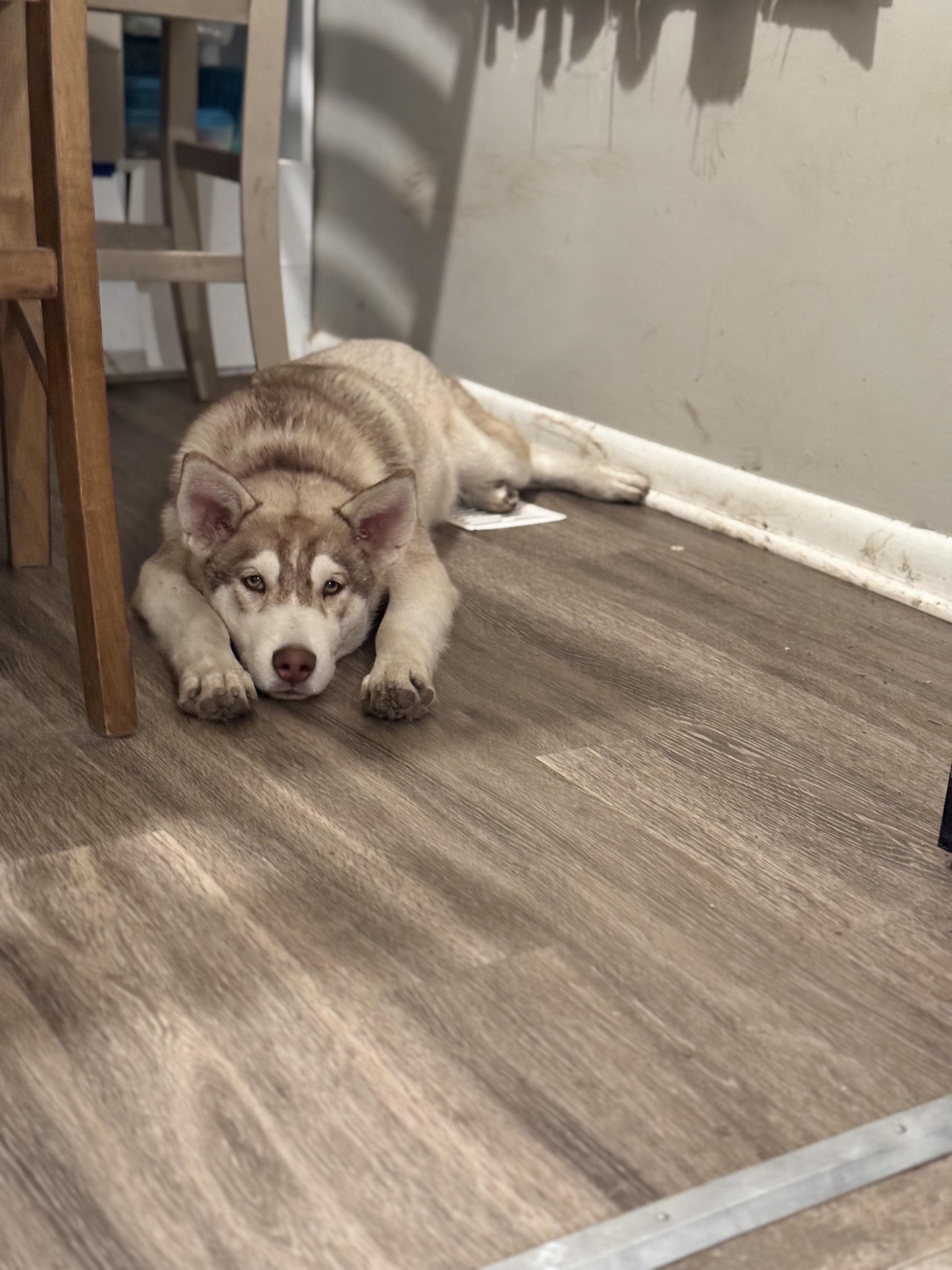 Charlie, a Adopted mixed breed in Lincoln, NE image 4/6