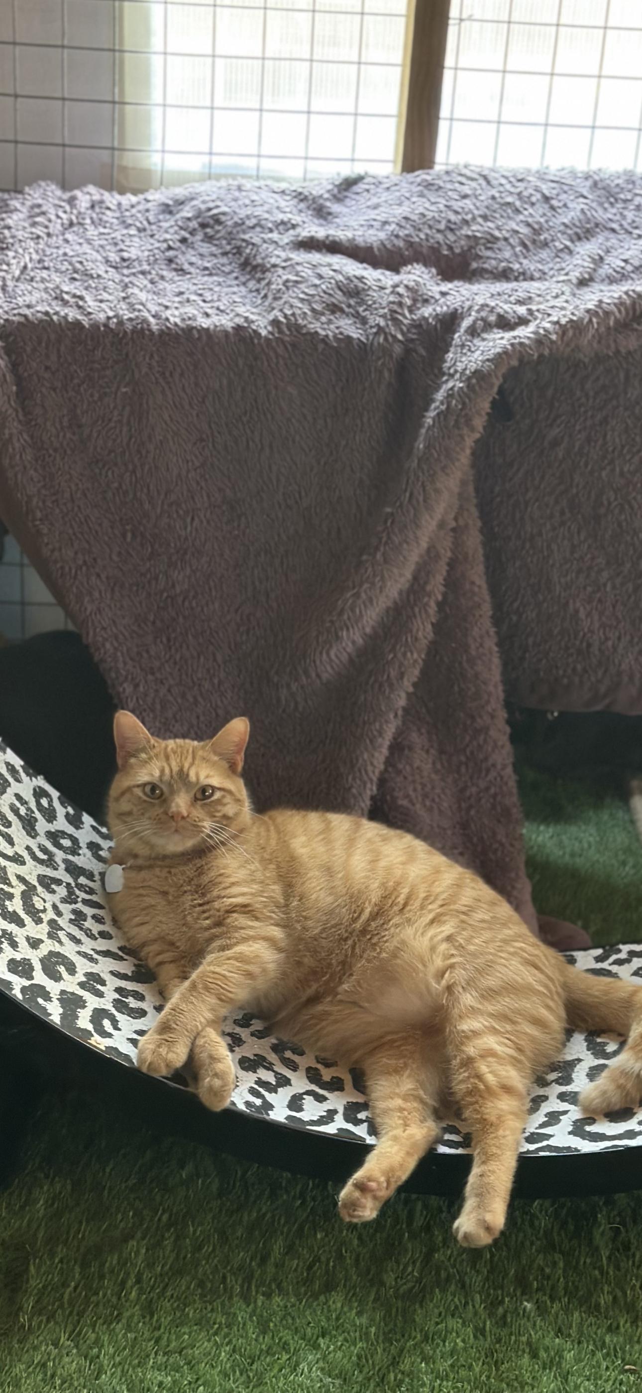 Enlarge L.C., a ADOPTABLE mixed breed in Longview, TX image 1/1