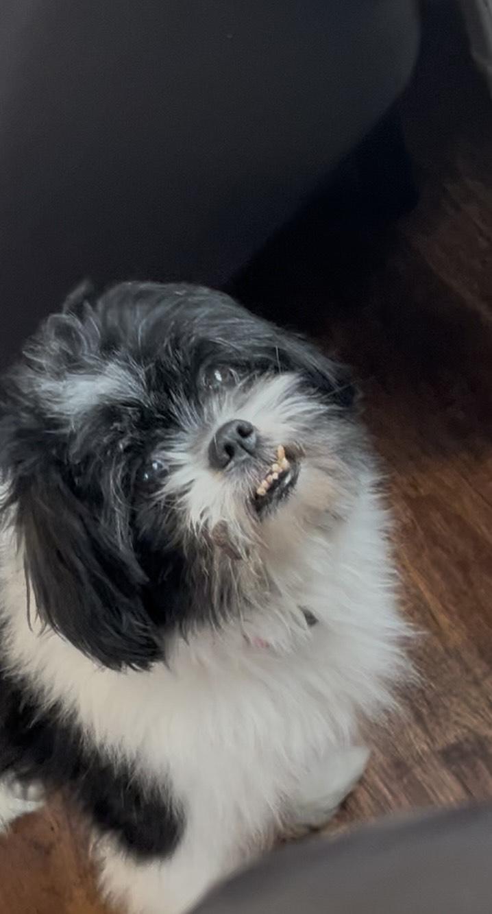 Freddy, adoptable, Senior Male Shih Tzu.