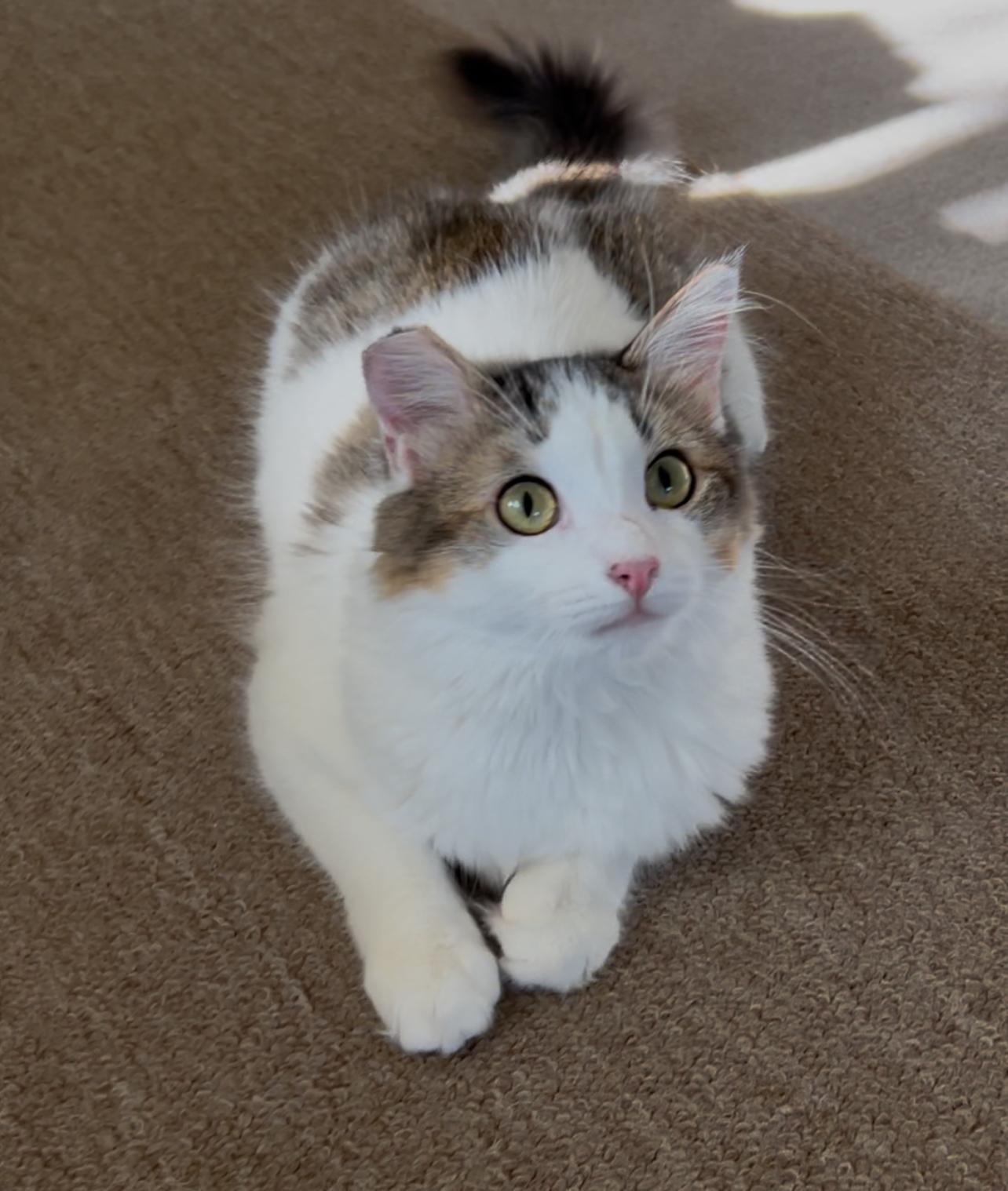 Winnie, an adoptable Ragdoll, Norwegian Forest Cat in San Rafael, CA, 94901 | Photo Image 3