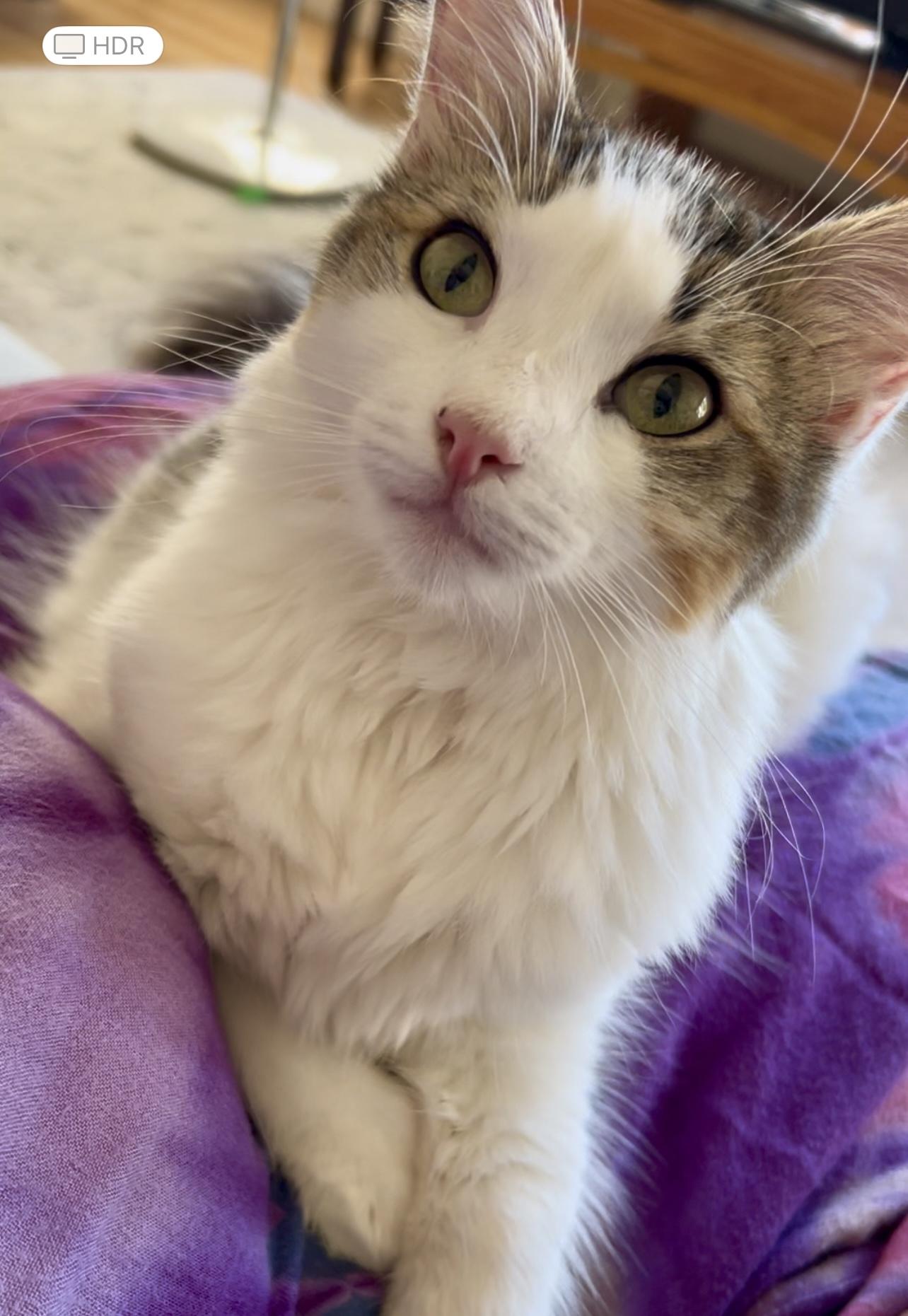 Winnie, an adoptable Ragdoll, Norwegian Forest Cat in San Rafael, CA, 94901 | Photo Image 6