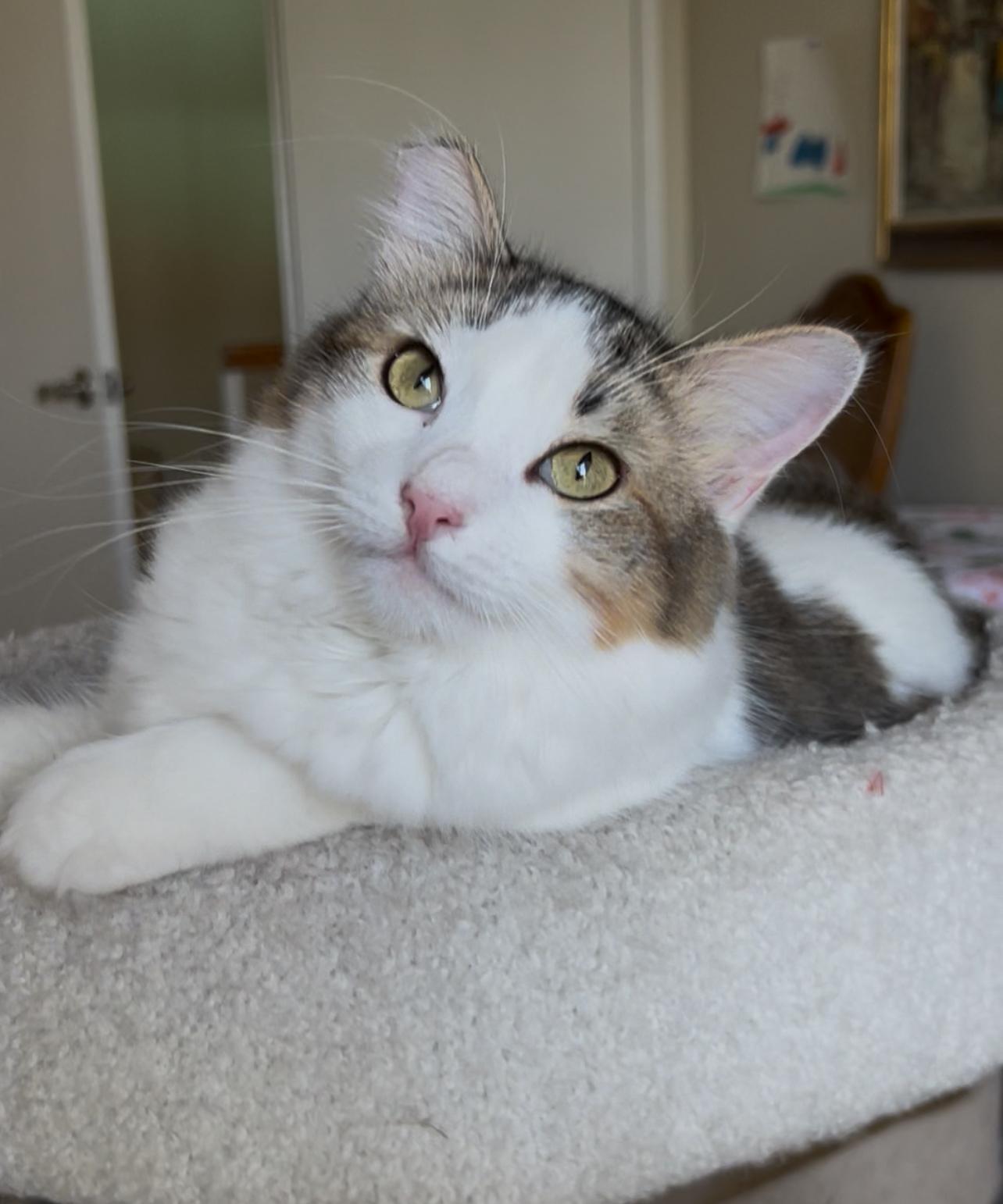Winnie, an adoptable Ragdoll, Norwegian Forest Cat in San Rafael, CA, 94901 | Photo Image 2