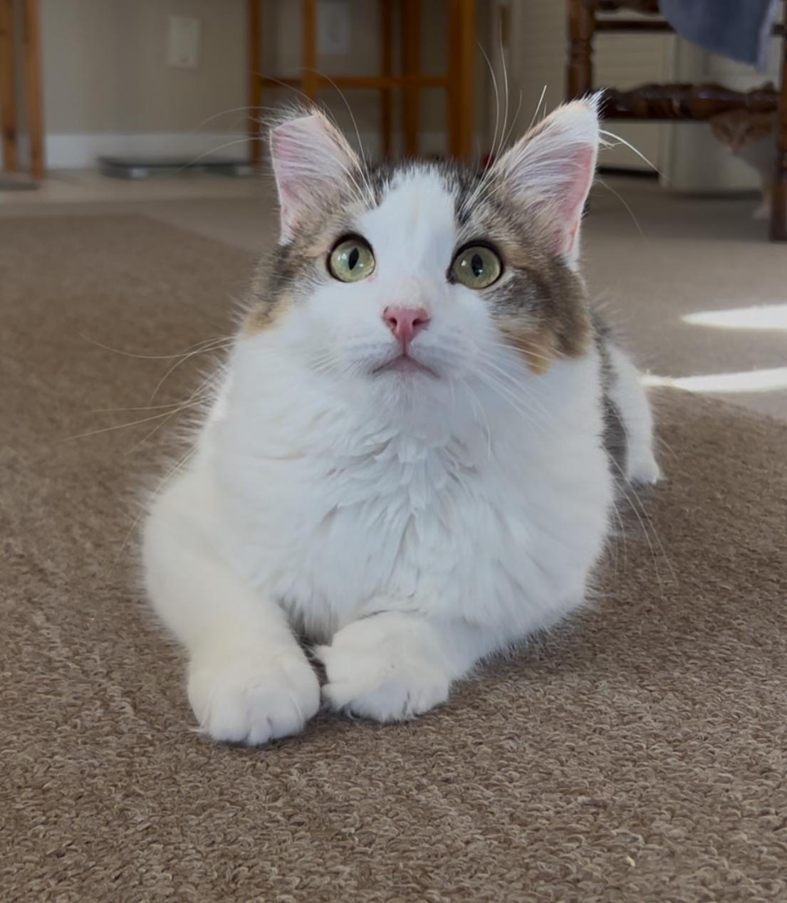 Winnie, an adoptable Ragdoll, Norwegian Forest Cat in San Rafael, CA, 94901 | Photo Image 1