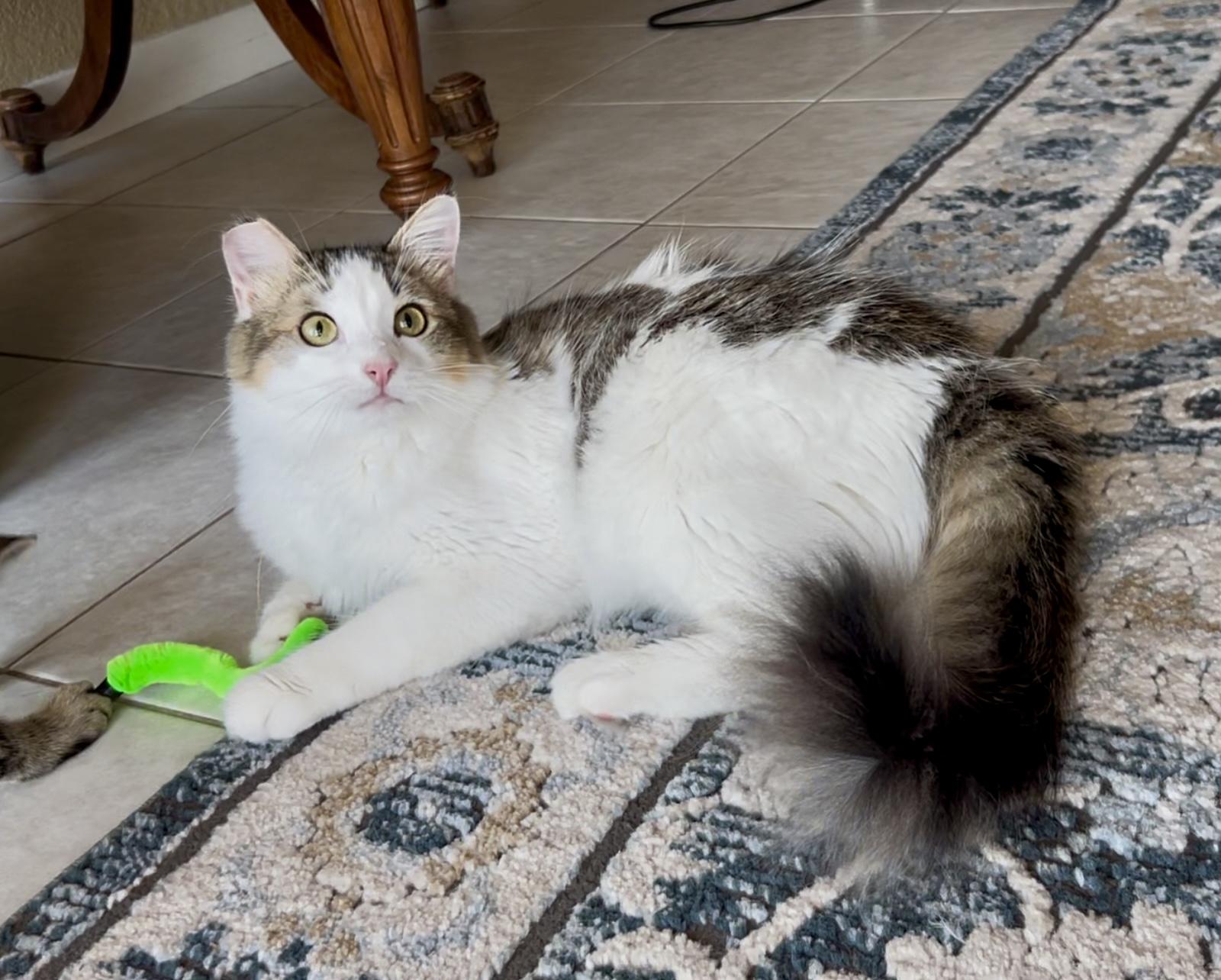 Winnie, an adoptable Ragdoll, Norwegian Forest Cat in San Rafael, CA, 94901 | Photo Image 4