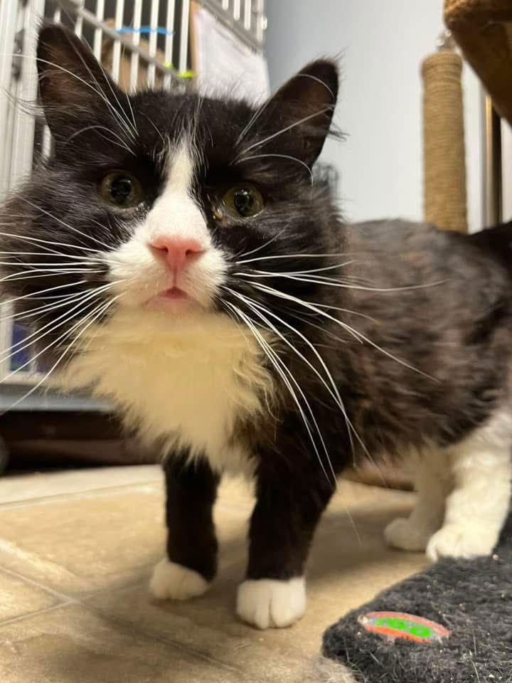 Enlarge Jazzy, a Adoptable mixed breed in Cedar Rapids, IA image 2/3