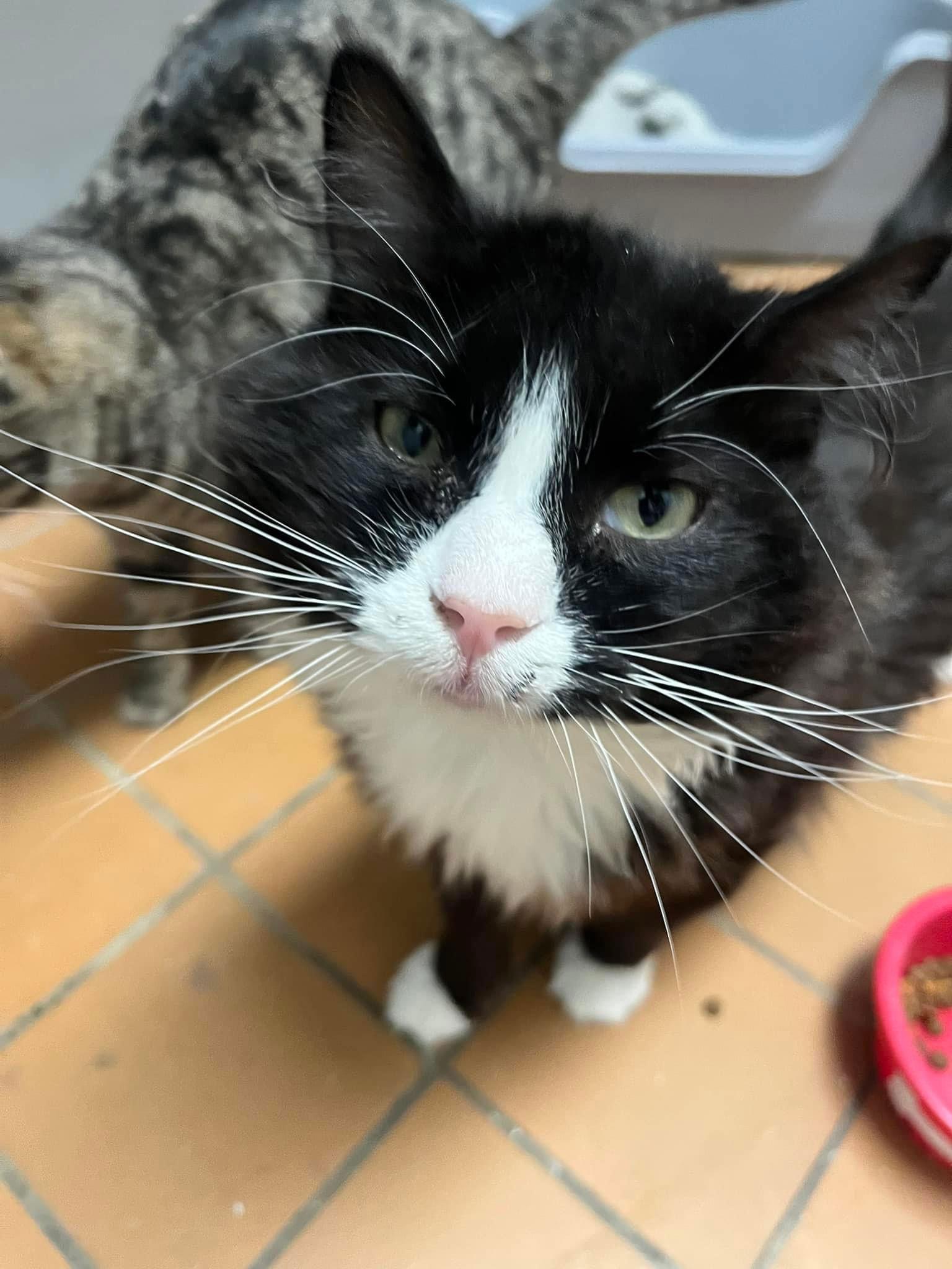 Enlarge Jazzy, a Adoptable mixed breed in Cedar Rapids, IA image 3/3
