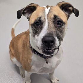 CoCo, Adoptable, Senior Female Pit Bull Terrier.