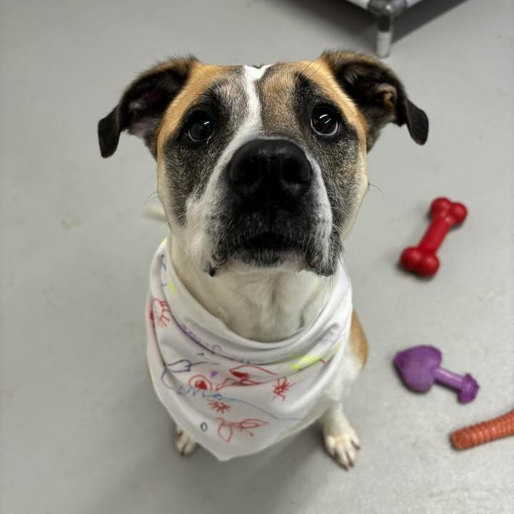 CoCo, a Adoptable Pit Bull Terrier in Milan, IL image 3/6