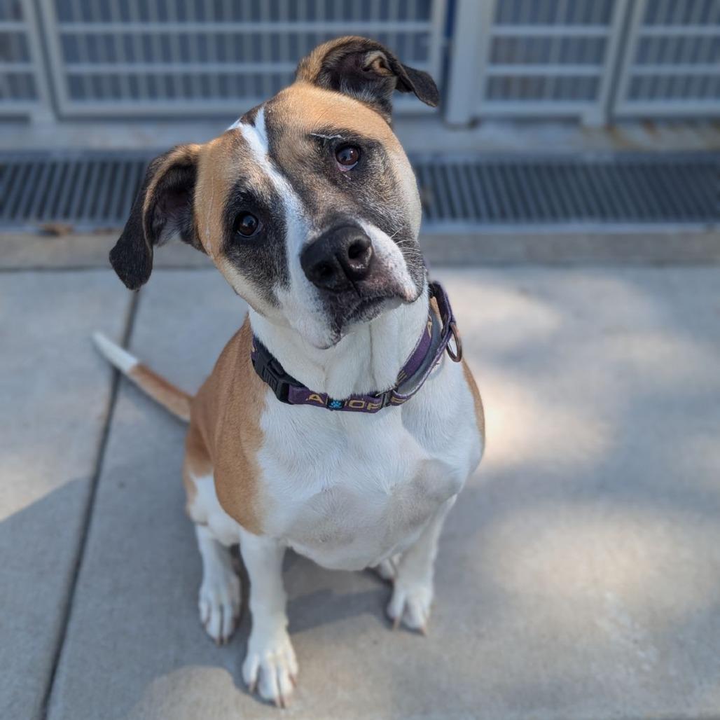 CoCo, a Adoptable Pit Bull Terrier in Milan, IL image 4/6