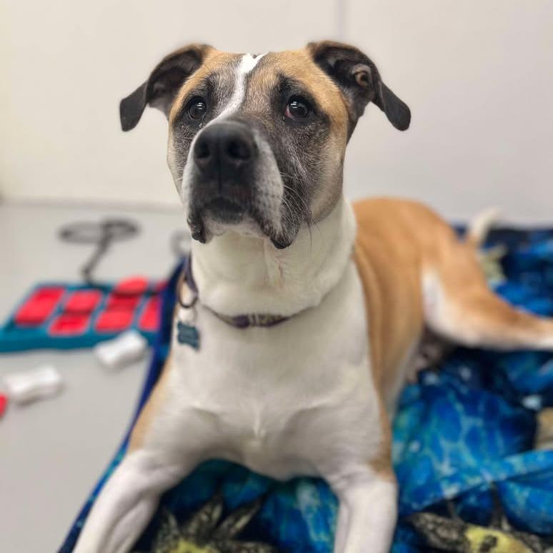 CoCo, a Adoptable Pit Bull Terrier in Milan, IL image 5/6