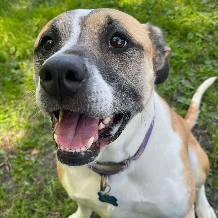 CoCo, a Adoptable Pit Bull Terrier in Milan, IL image 6/6