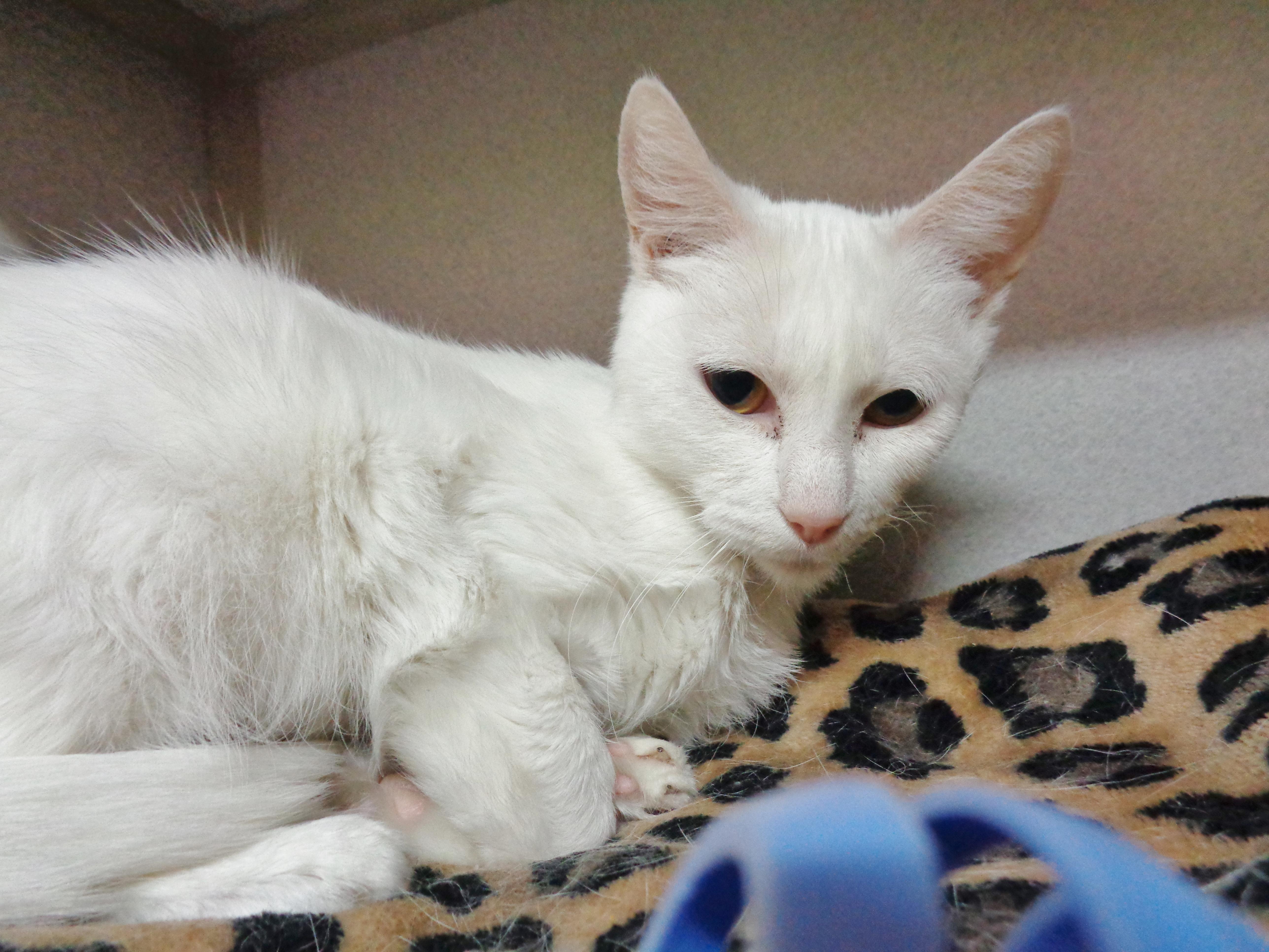 TIRAMISU, a ADOPTABLE Domestic Short Hair in Delhi, NY image 4/6