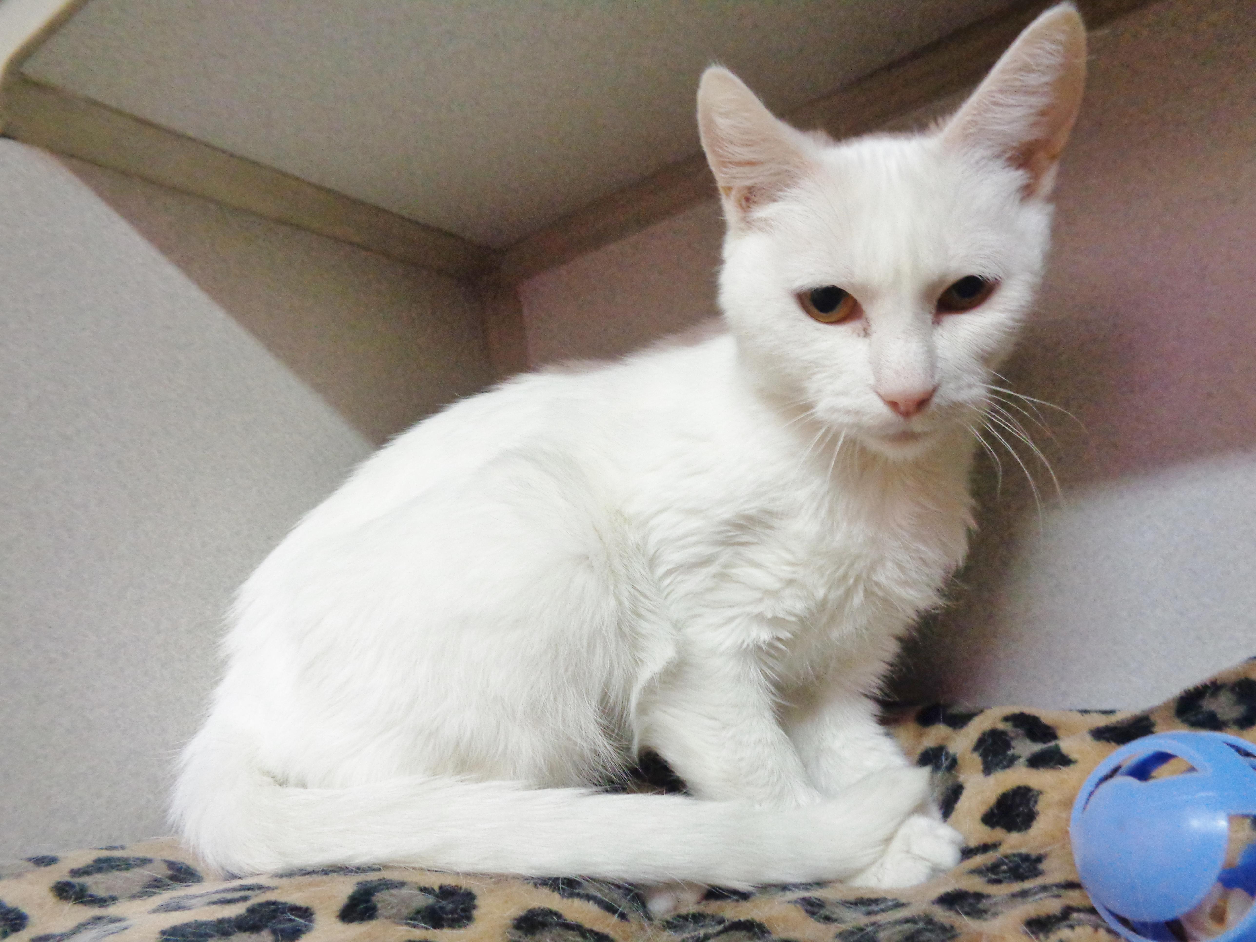 TIRAMISU, a ADOPTABLE Domestic Short Hair in Delhi, NY image 5/6