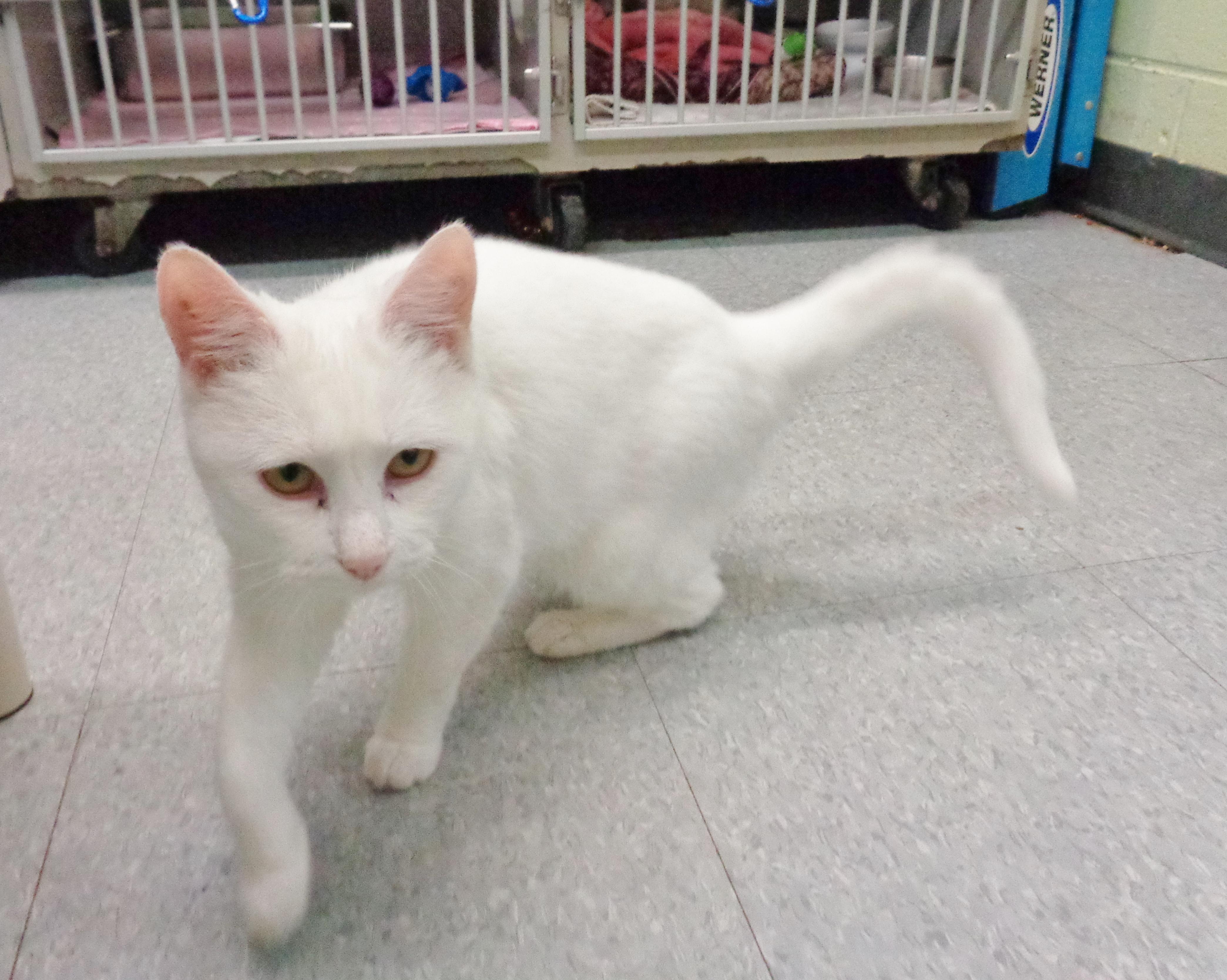 TIRAMISU, a ADOPTABLE Domestic Short Hair in Delhi, NY image 2/6