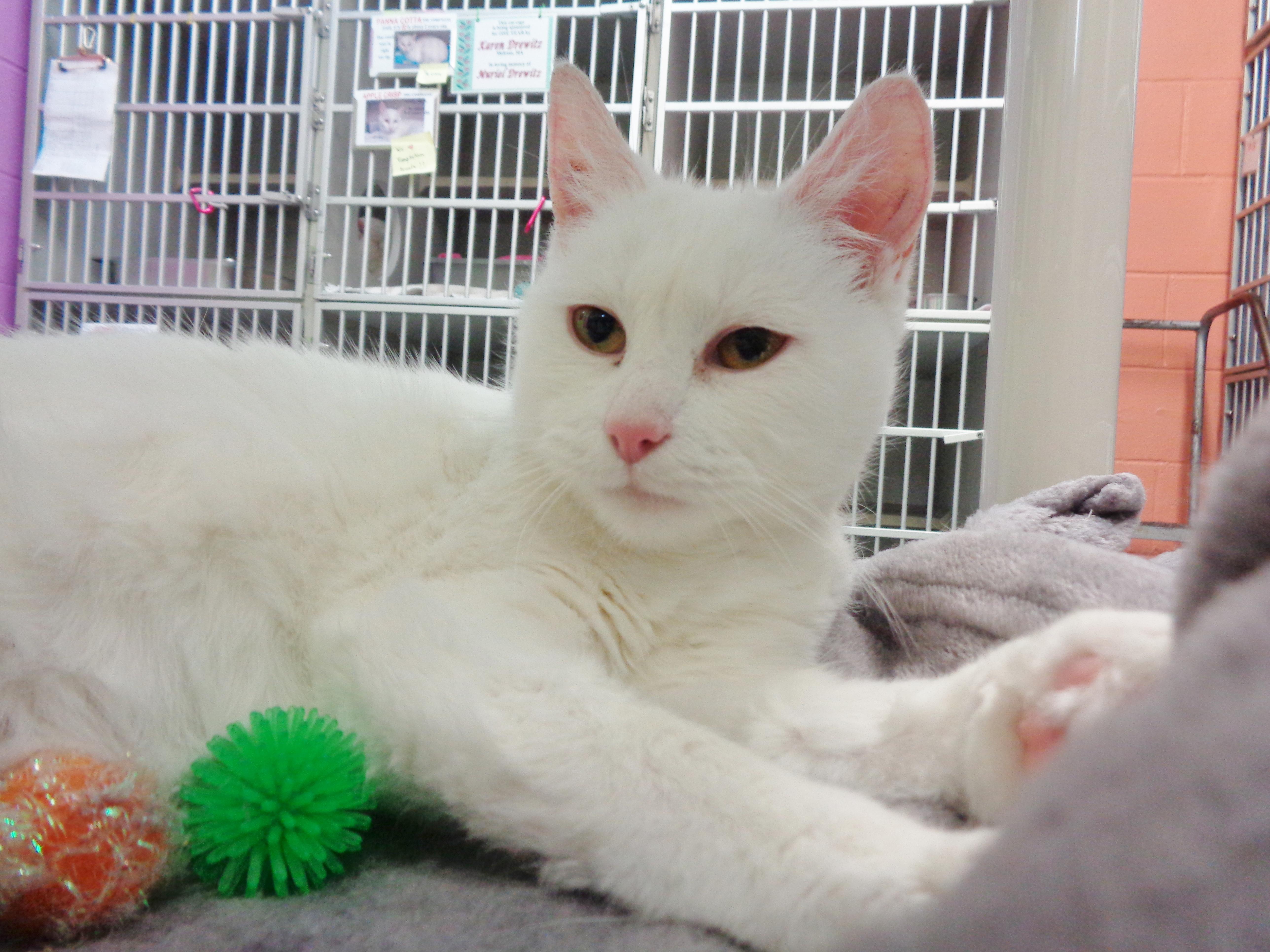 TIRAMISU, ADOPTABLE, Young Female Domestic Short Hair.