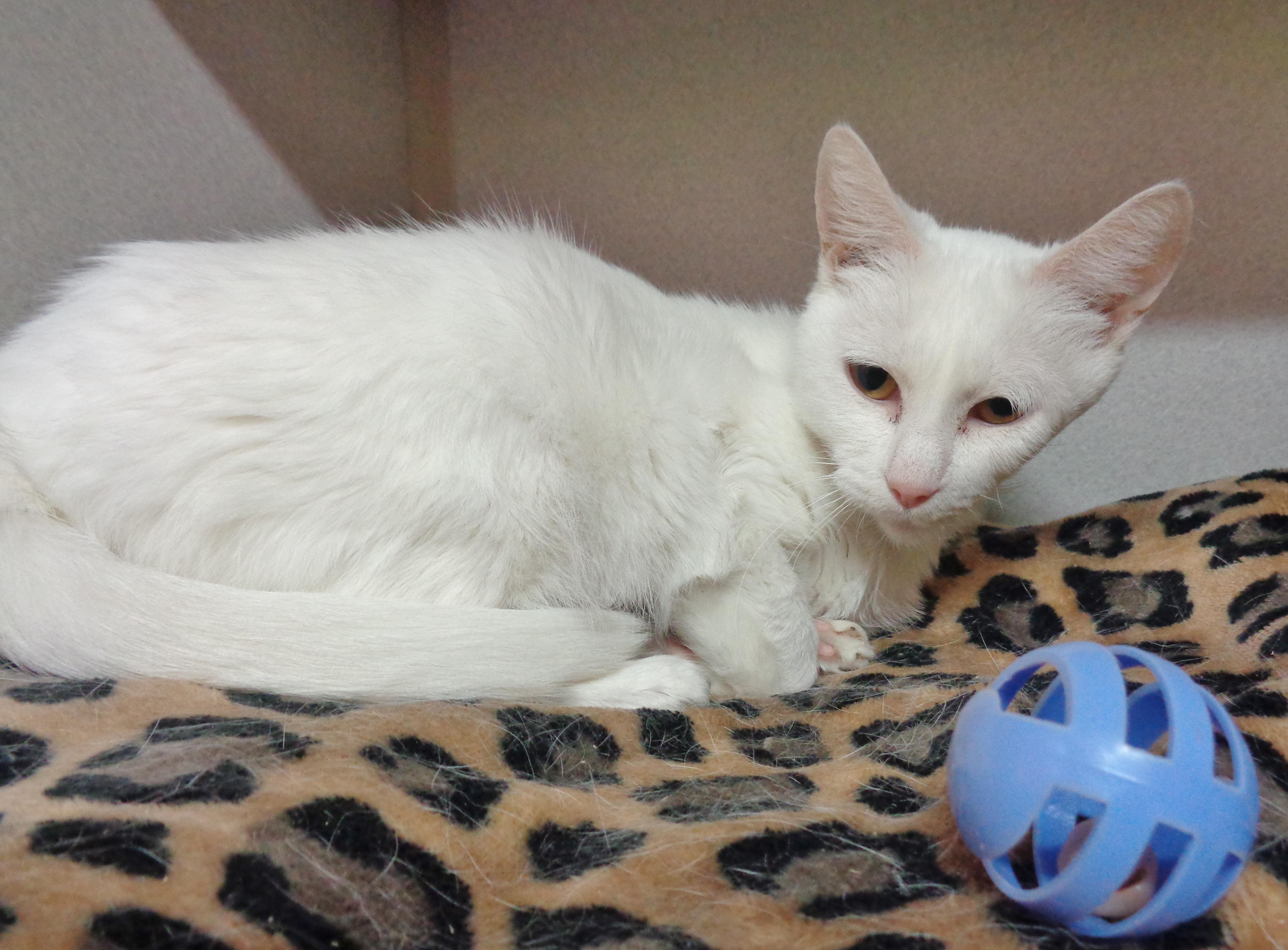 TIRAMISU, a ADOPTABLE Domestic Short Hair in Delhi, NY image 6/6