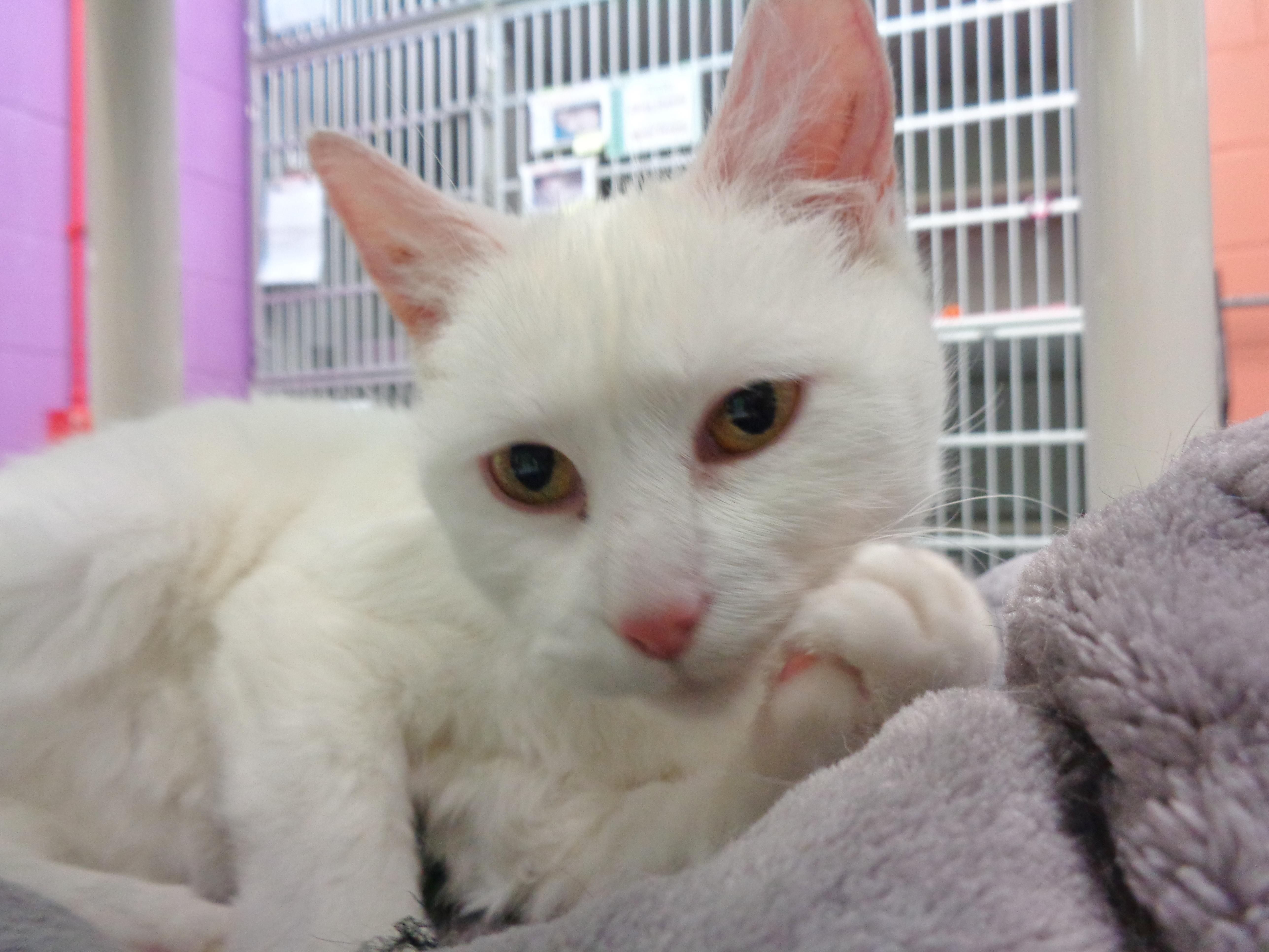 TIRAMISU, a ADOPTABLE Domestic Short Hair in Delhi, NY image 3/6