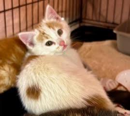 Enlarge Shrimp, a Adopted Domestic Short Hair in Half Moon Bay, CA image 3/3