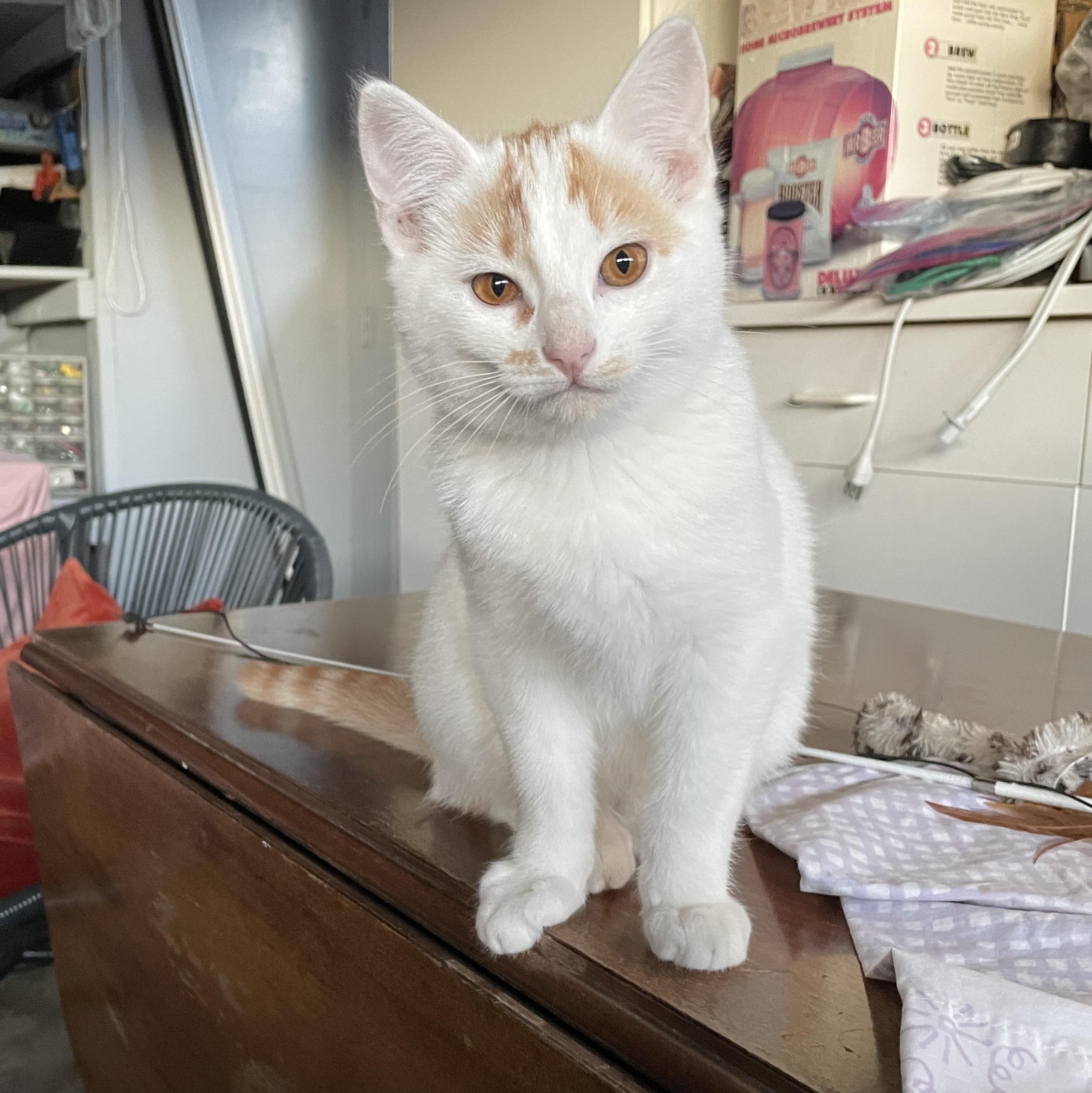 Enlarge Shrimp, a Adopted Domestic Short Hair in Half Moon Bay, CA image 1/3