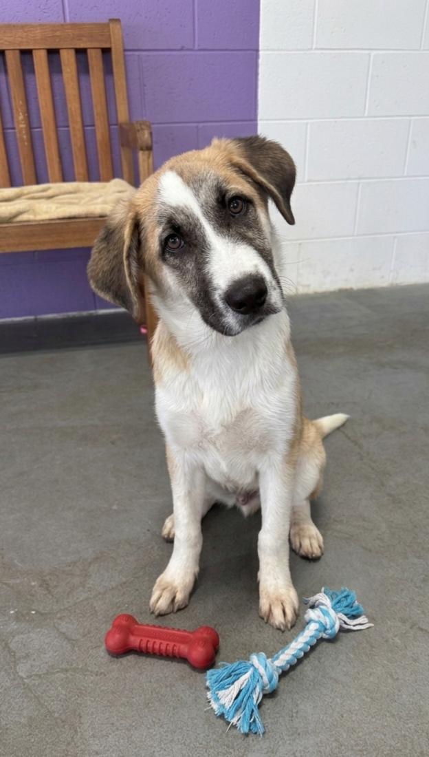 **HECTOR**, Adoptable, Puppy Male Anatolian Shepherd.
