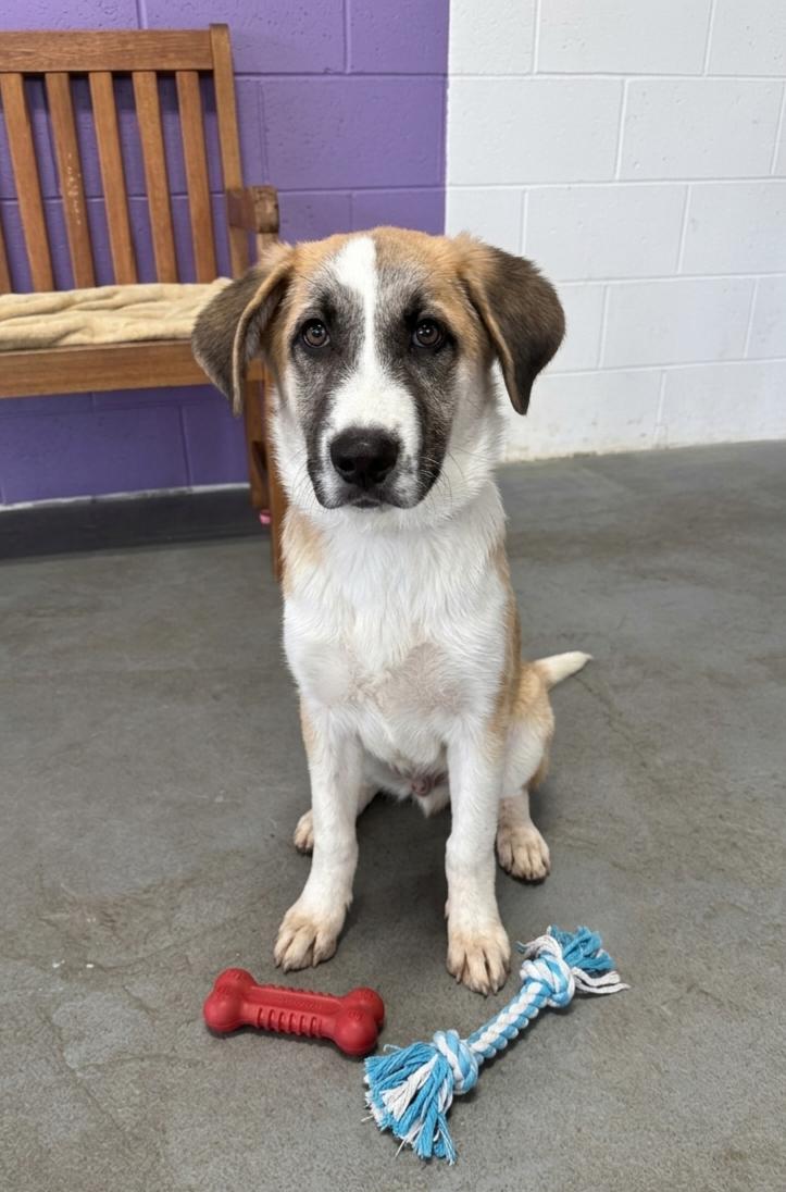 Enlarge **HECTOR**, a Adoptable Anatolian Shepherd in North Prairie, WI image 2/2