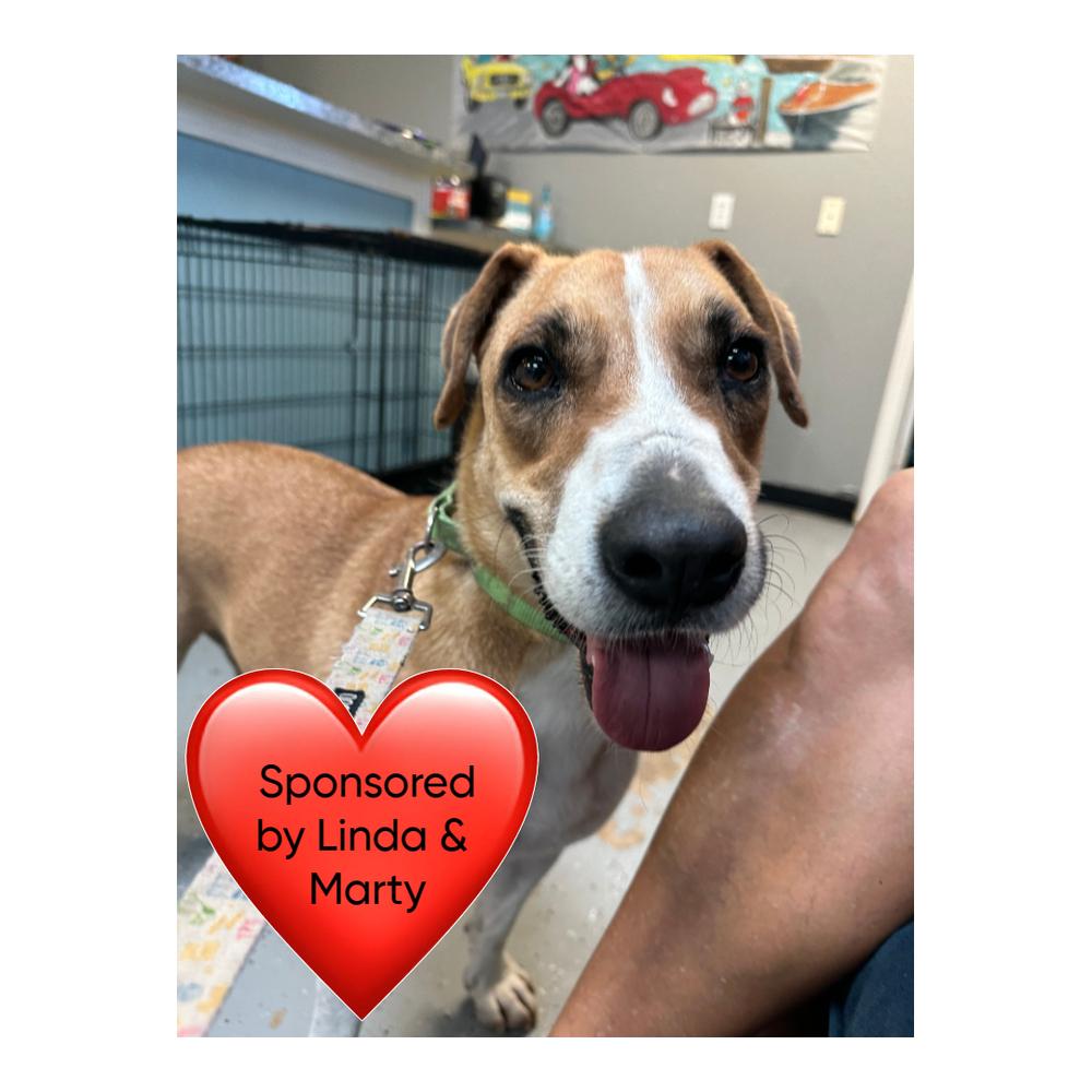 Charles, Adoptable, Adult Male Hound & Mixed Breed.