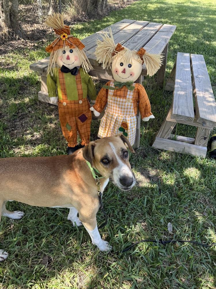 Enlarge Charles, a Adoptable mixed breed in San Leon, TX image 1/6