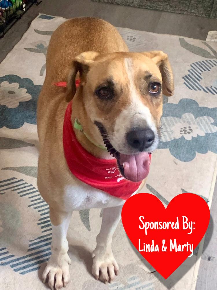 Enlarge Charles, a Adoptable mixed breed in San Leon, TX image 2/6