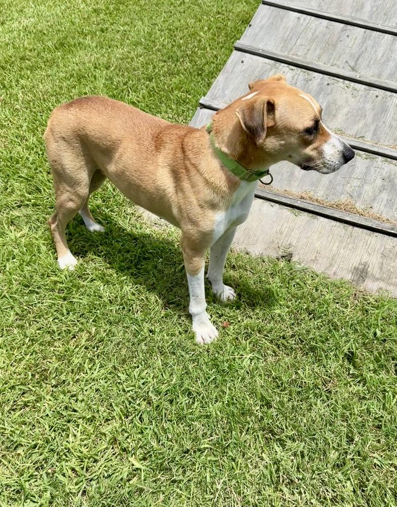 Enlarge Charles, a Adoptable mixed breed in San Leon, TX image 3/6