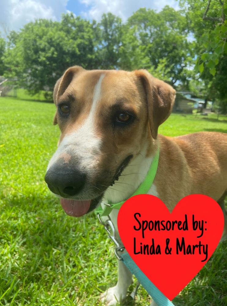 Enlarge Charles, a Adoptable mixed breed in San Leon, TX image 3/6