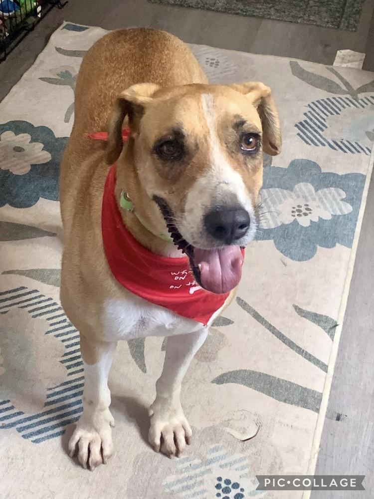 Enlarge Charles, a Adoptable mixed breed in San Leon, TX image 5/6