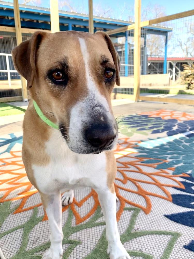 Enlarge Charles, a Adoptable mixed breed in San Leon, TX image 6/6