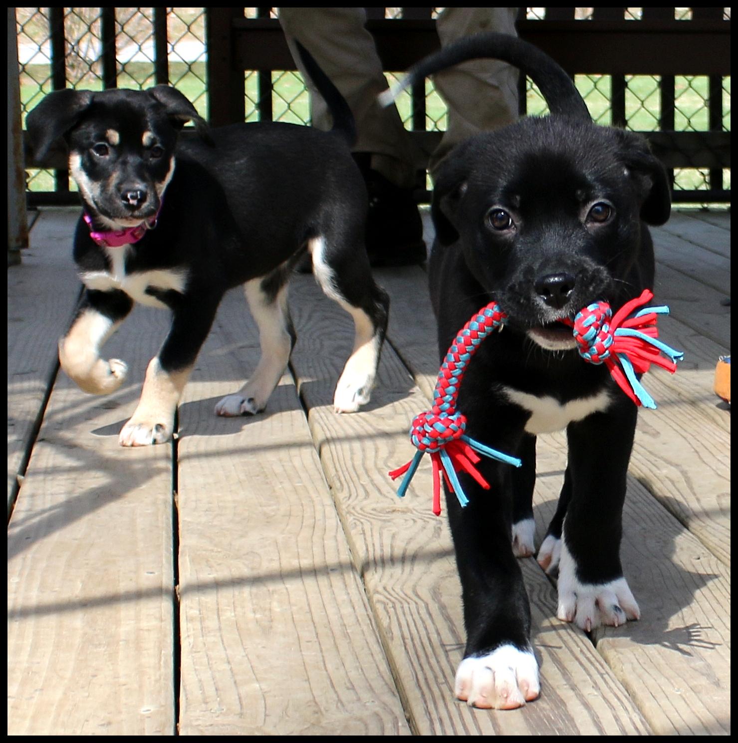 Enlarge Cali, an adopted mixed breed in Shippenville, PA image 5/6