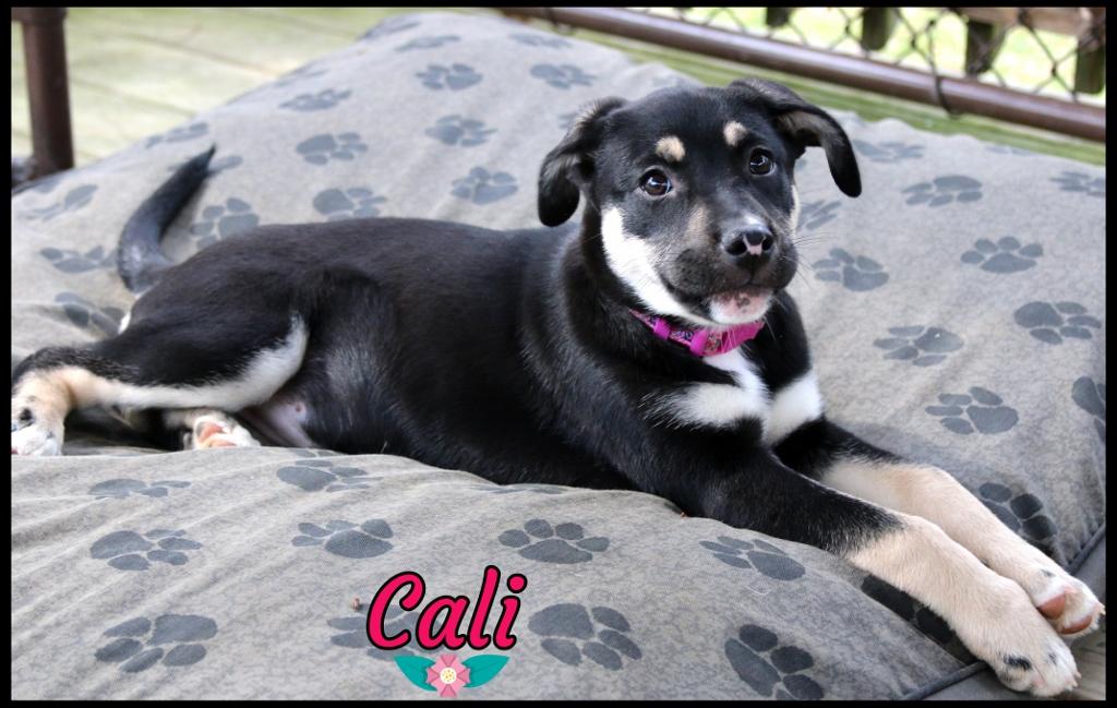 Enlarge Cali, an adopted mixed breed in Shippenville, PA image 1/6