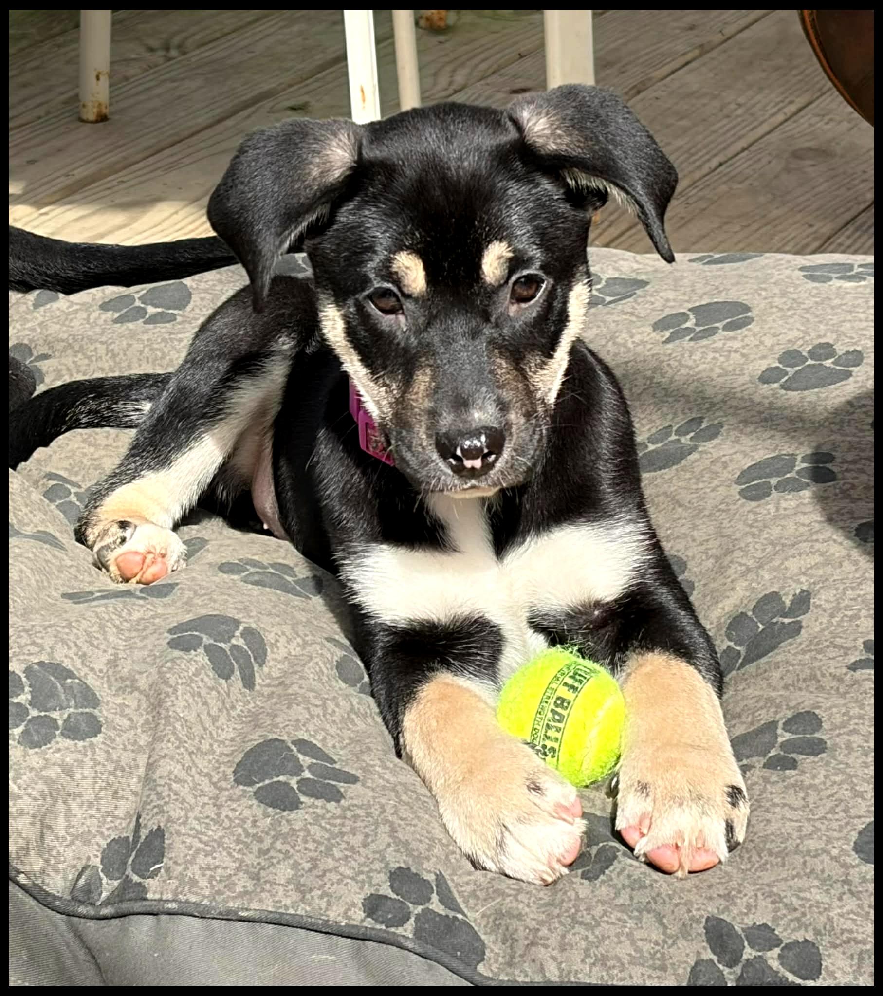 Enlarge Cali, an adopted mixed breed in Shippenville, PA image 2/6