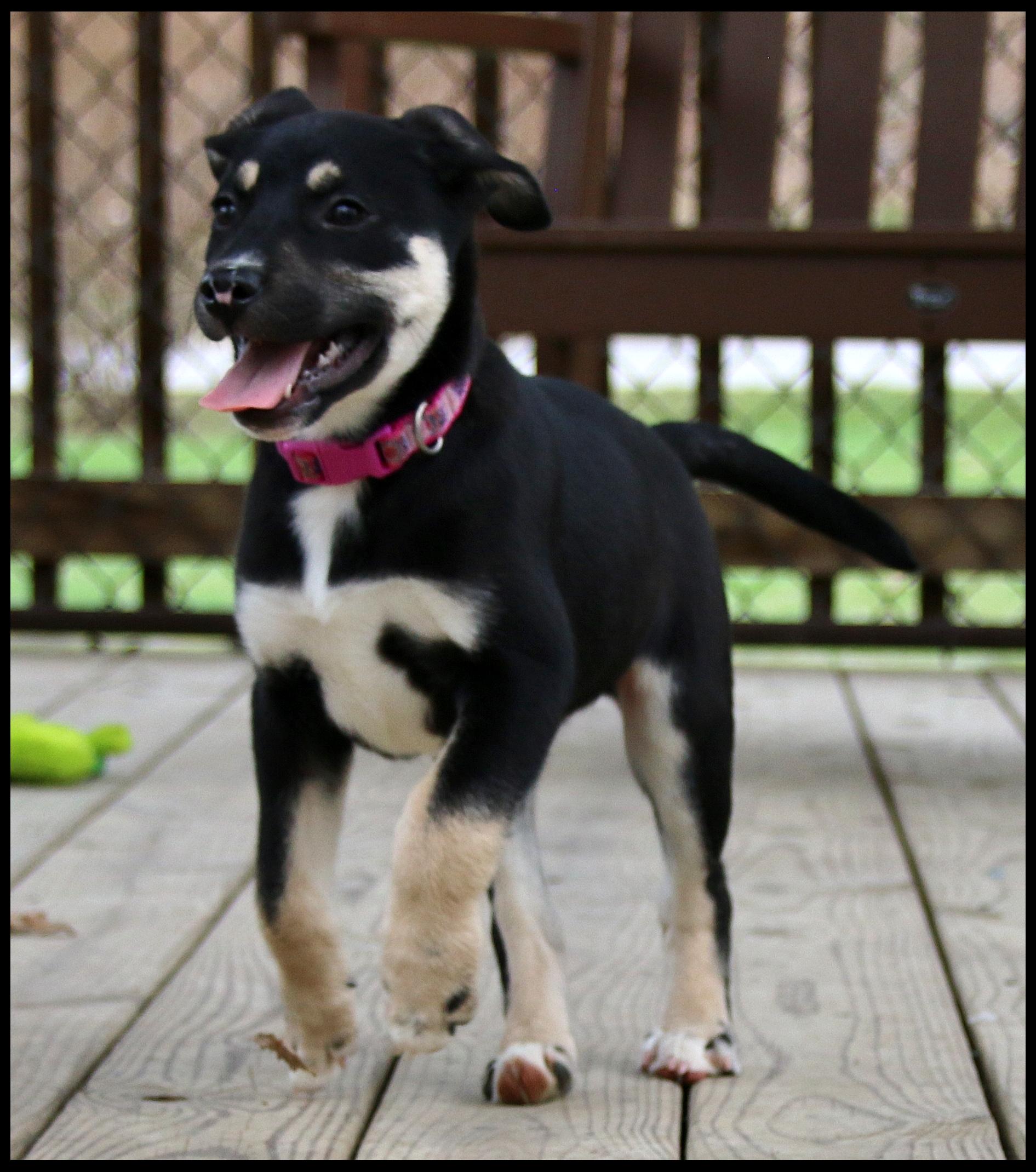 Enlarge Cali, an adopted mixed breed in Shippenville, PA image 4/6