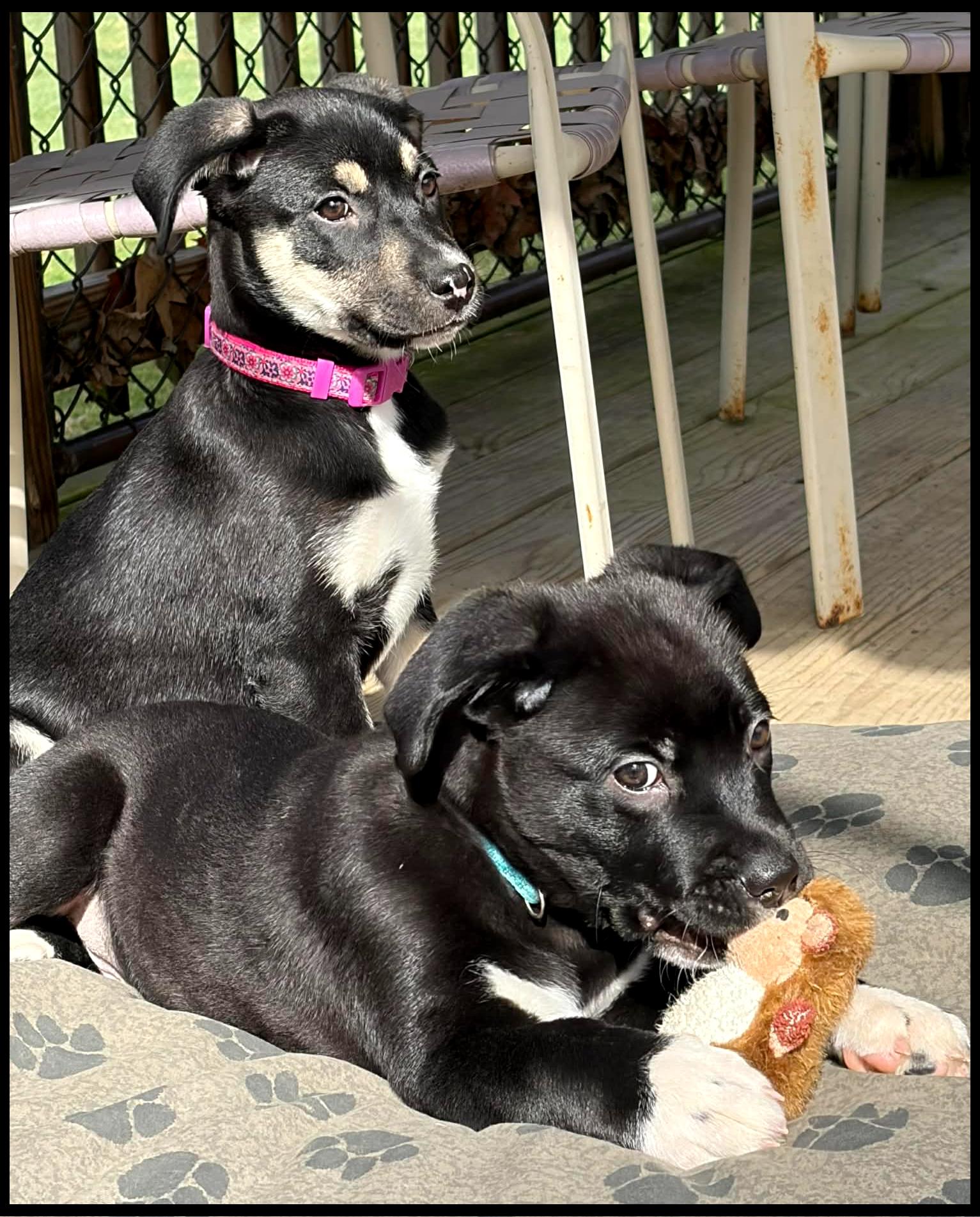 Enlarge Cali, an adopted mixed breed in Shippenville, PA image 3/6