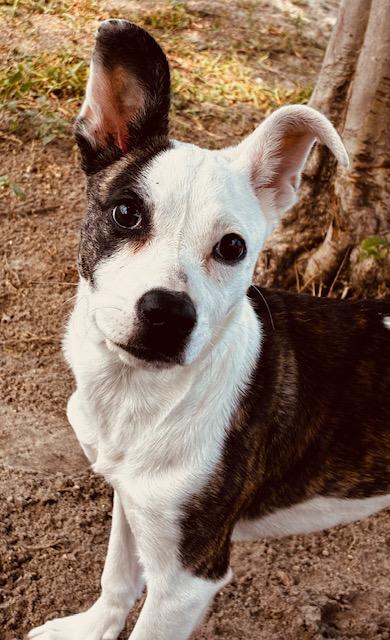 Peppa, adoptable, Young Female Mixed Breed.