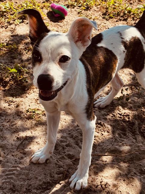 Enlarge Peppa, an adoptable Mixed Breed in New Port Richey, FL image 2/4
