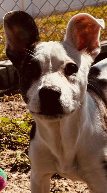 Enlarge Peppa, an adoptable Mixed Breed in New Port Richey, FL image 4/4