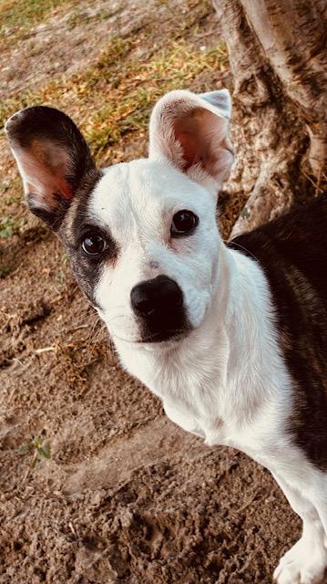 Enlarge Peppa, an adoptable Mixed Breed in New Port Richey, FL image 3/4