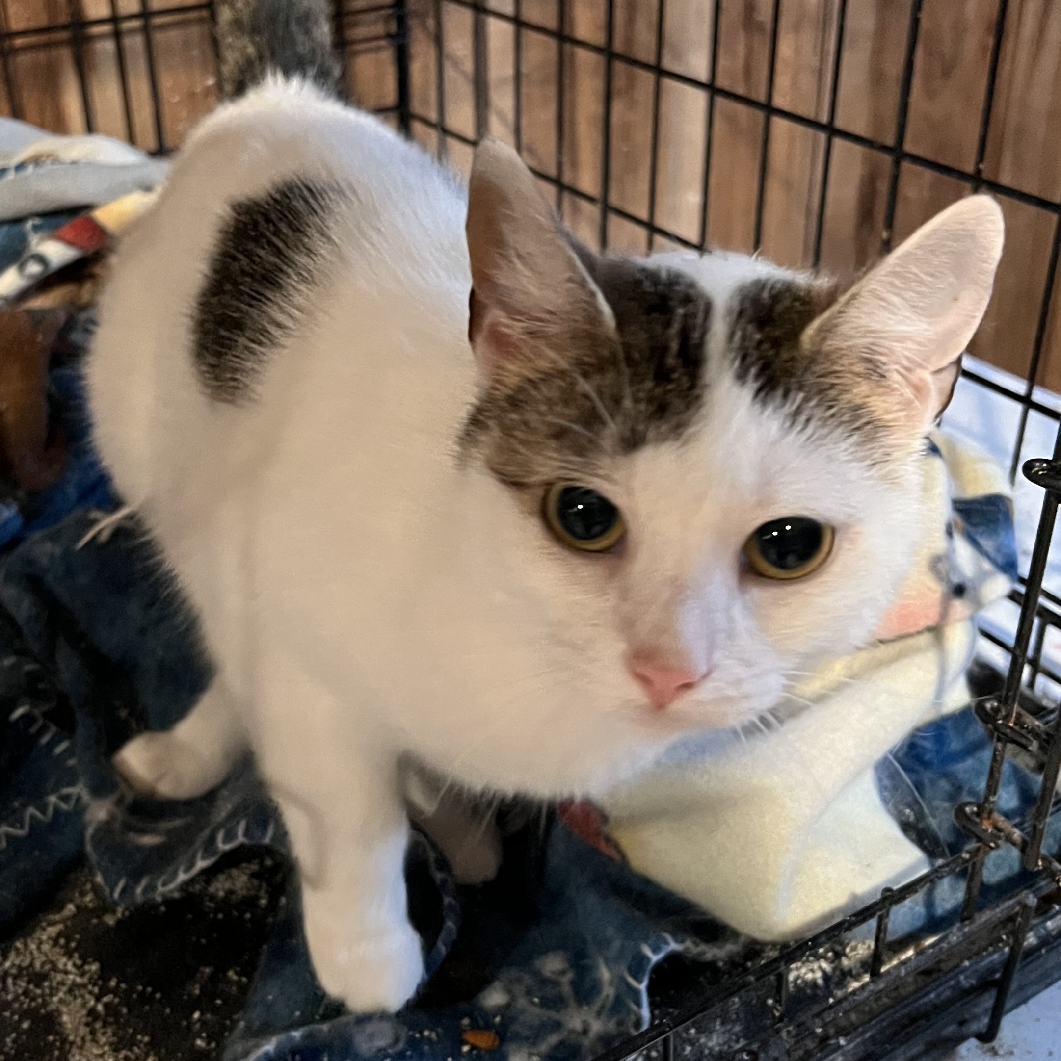 Addy, a Adoptable Domestic Short Hair in Cranford, NJ image 2/3