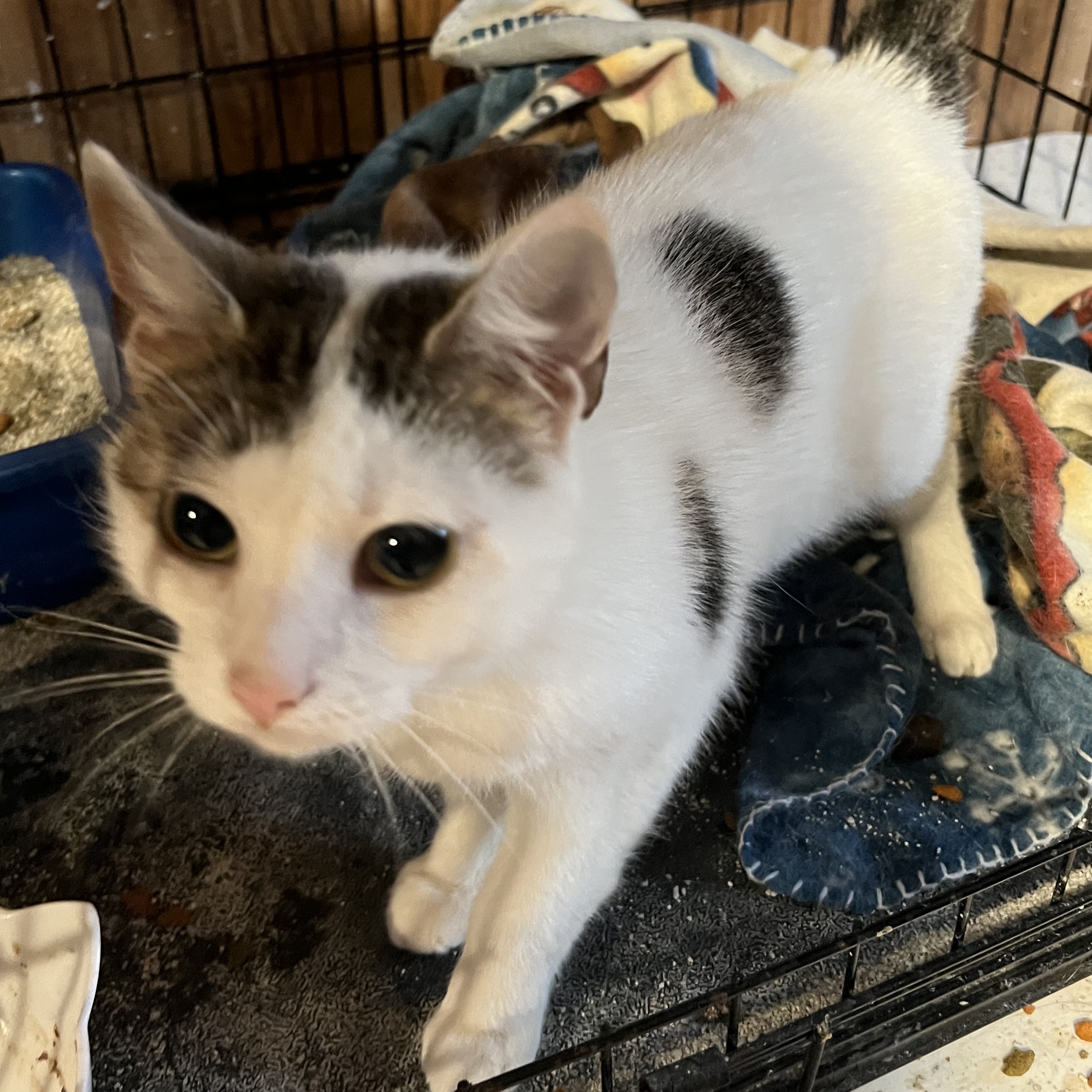 Addy, a Adoptable Domestic Short Hair in Cranford, NJ image 1/3