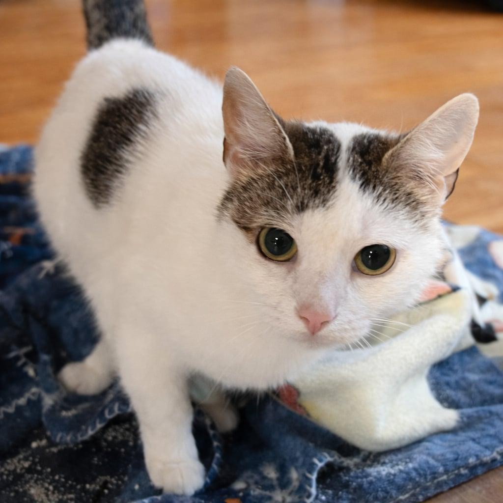 Addy, Adoptable, Young Female Domestic Short Hair.