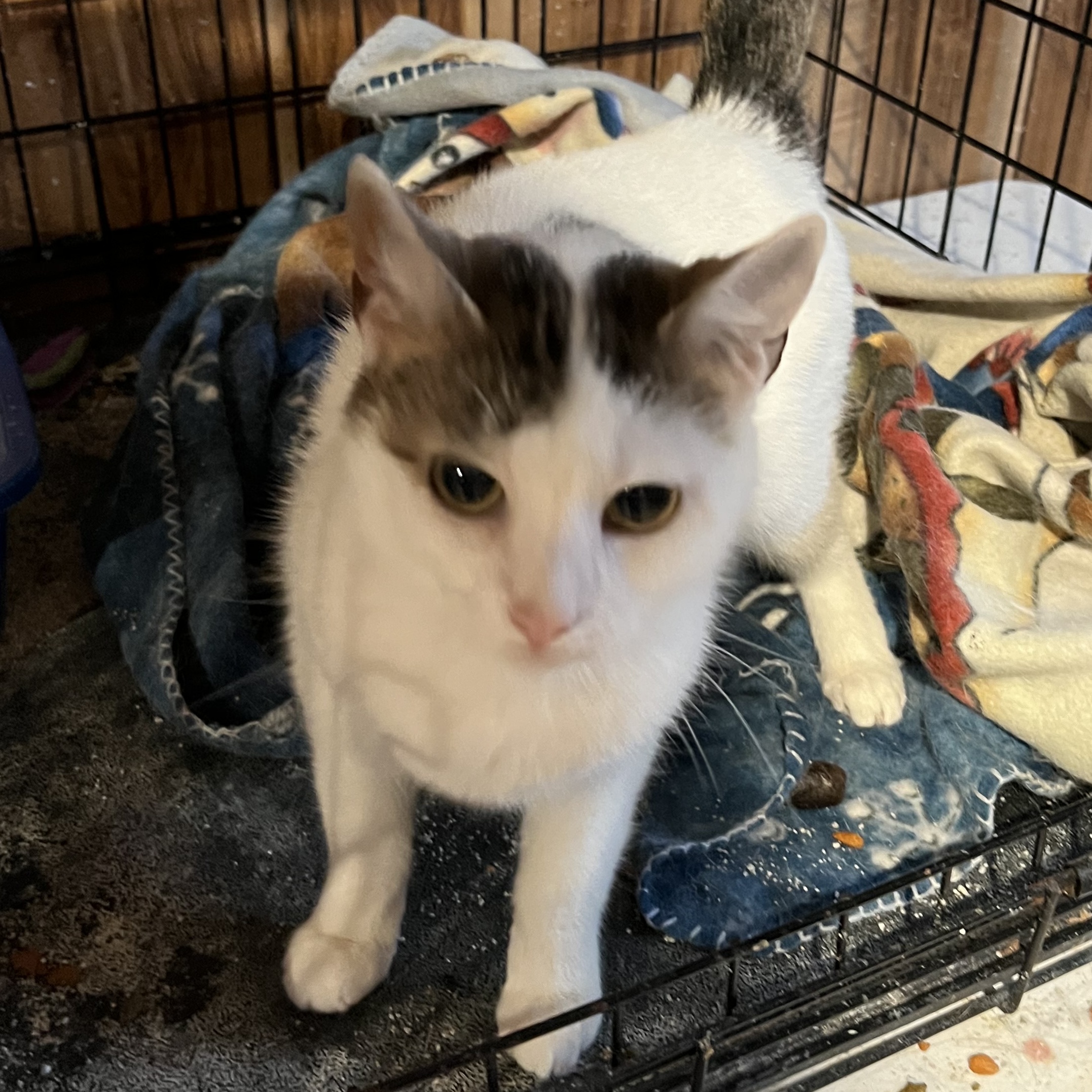 Addy, a Adoptable Domestic Short Hair in Cranford, NJ image 3/3