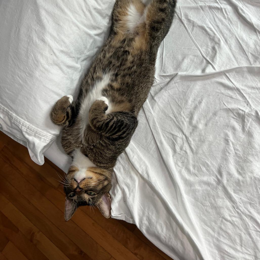 Enlarge Oliver, a Adoptable Domestic Short Hair in Chicago, IL image 1/1